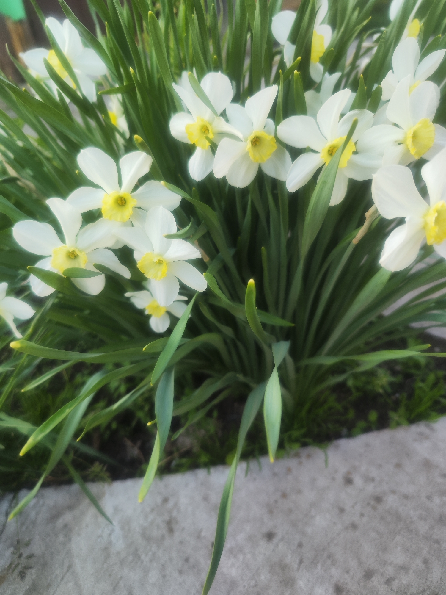 The image shows a cluster of white daffodils with yellow centers, surrounded by their green, blade-like leaves. The flowers are positioned in the upper part of the frame. Below the flowers, there is a patch of soil with some sparse greenery. A gray, concrete surface is visible in the foreground, suggesting a sidewalk or a section of a wall. The overall impression is of a natural setting within an urban or residential environment, possibly in a garden.