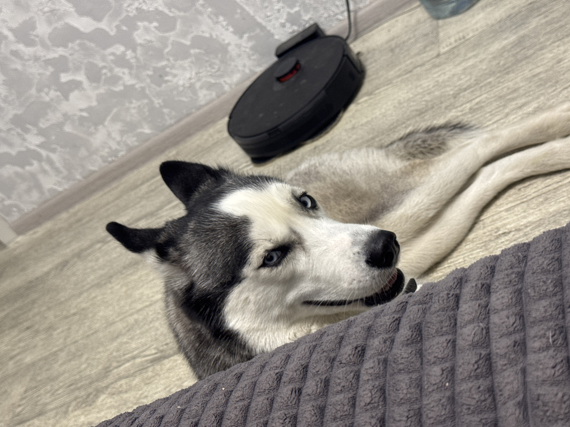 A Siberian Husky dog lies on a light-colored wooden floor next to a textured grey blanket. The dog is mostly white with black markings on its head and back, and has striking blue eyes. A black electronic device, possibly a small vacuum cleaner, is located to the right of the dog. The background shows a textured wallpaper and a hint of a blue object, possibly a bottle. There is no identifiable information that would indicate the location in Tolyatti, Russia.