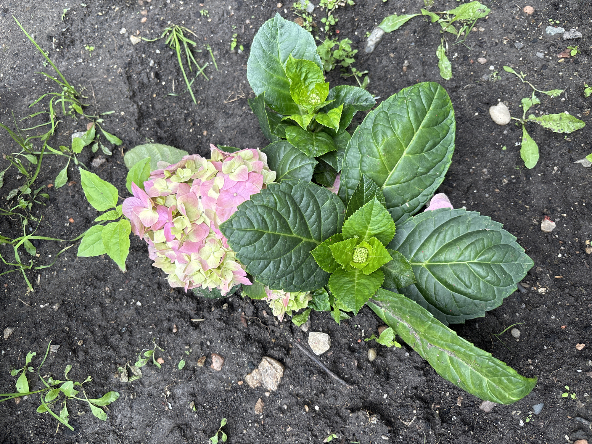 An overhead, eye-level shot captures a blooming pink and green hydrangea plant positioned on dark, moist soil. The plant's large, textured leaves are a vibrant green, with one prominent leaf reaching towards the bottom left corner of the frame. A cluster of smaller, new green leaves is visible in the center, surrounding a developing bud. In the upper right portion of the image, a few blades of green grass and small weeds are scattered across the soil. The scene appears to be outdoors in an urban setting, likely within a garden or park in Blagoveshchensk, Russia, given the context provided.