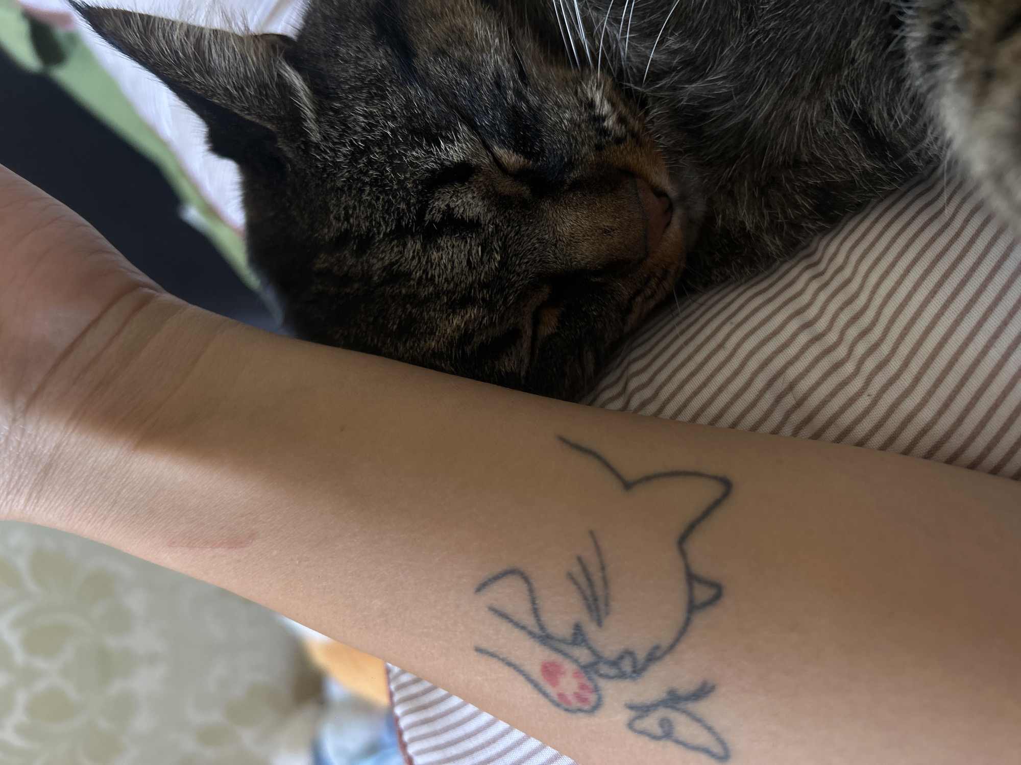 A close-up shot shows a person's arm with a tattoo of a cat's face, next to a sleeping tabby cat. The tattoo is black outline with a pink nose and pink paw prints on the cat's face. A faint red scratch mark is visible on the arm above the tattoo. The cat is lying on a striped pillow. The background is blurred, suggesting an indoor setting. The scene does not provide any information that could be used to determine its location in Khyrdalan, Azerbaijan.
