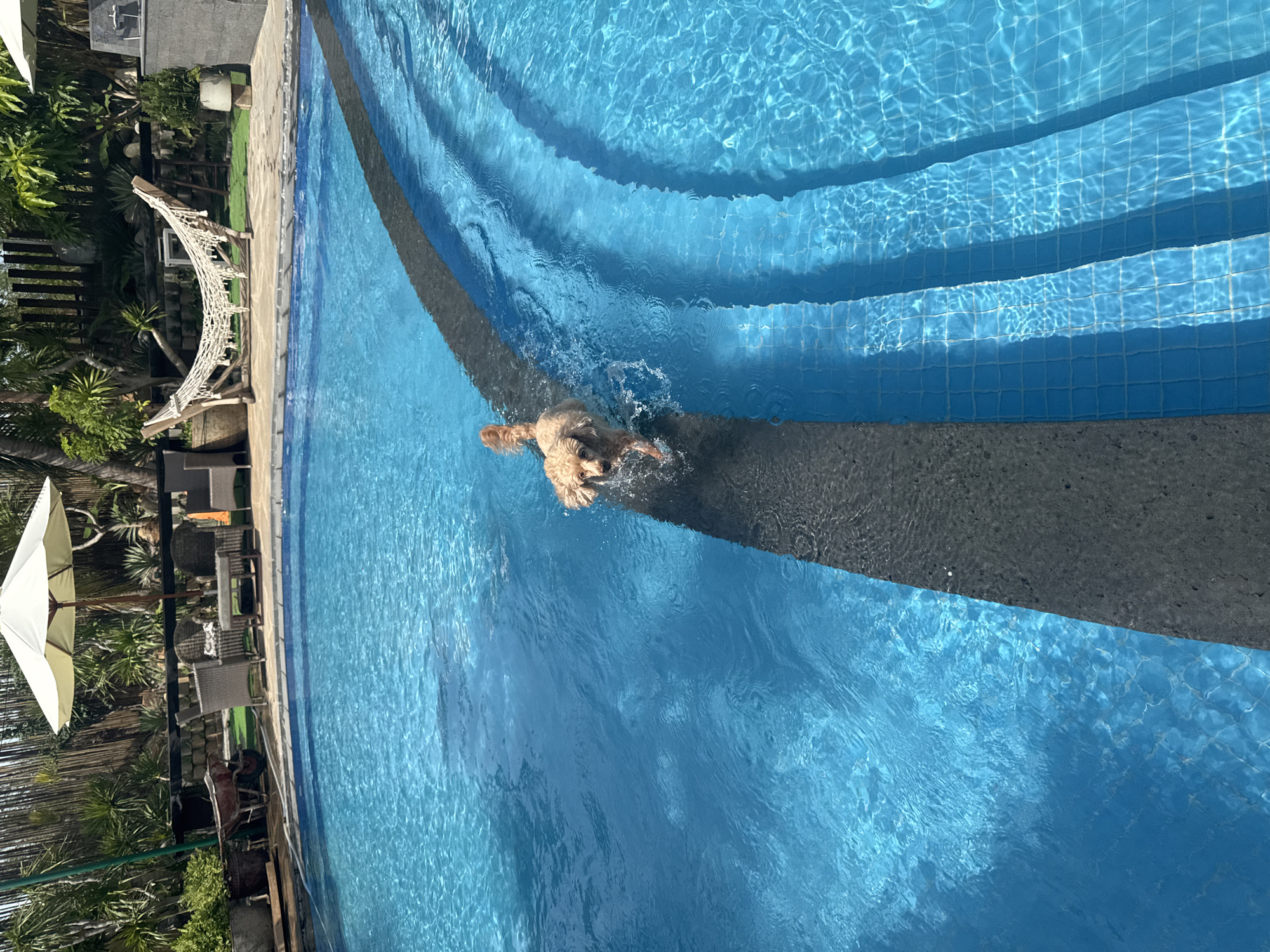 In Mũi Né, Vietnam, a light-colored dog with curly fur is walking in the shallow end of a bright blue swimming pool. The dog is moving from left to right, with water splashing around its legs. The dog's head is turned towards the camera. The pool has a dark gray, textured border that curves around the dog. To the right of the dog, there are several submerged steps leading into the pool, covered in small blue tiles that reflect the sunlight. The background of the image shows a poolside area with lush green plants, a white umbrella, a hammock, and lounge chairs, suggesting a resort or private residence. The lighting indicates it is a sunny day.