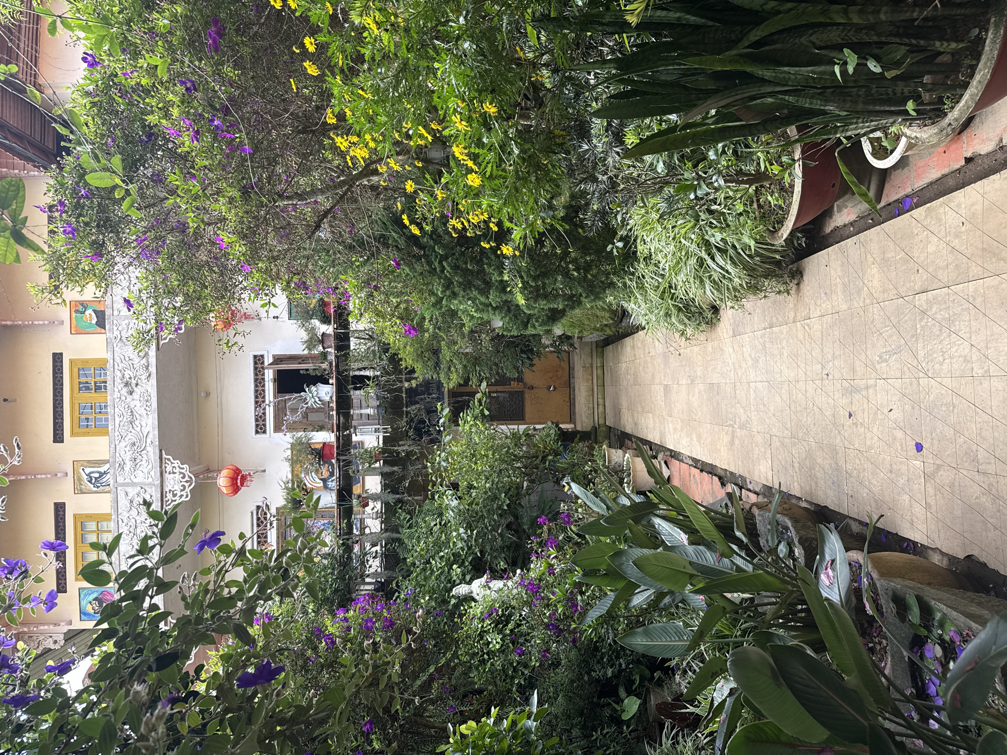 The image depicts a charming courtyard in Lâm Viên - Đà Lạt, Vietnam, characterized by lush greenery and a serene atmosphere. A paved walkway, laid with square tiles forming a diamond pattern, leads into the scene, flanked by abundant plant life. To the left, large, glossy-leaved plants, likely Bird of Paradise, are housed in stone planters filled with soil and scattered with purple flower petals. A white statue of a deity, possibly Guan Yin, stands partially obscured by the dense foliage of flowering bushes with vibrant purple blossoms. To the right, the walkway is bordered by a variety of potted plants, including snake plants in red and white ceramic pots. Further back, a two-story building with yellow-trimmed windows and an ornate balcony is visible. The building's facade is adorned with framed artwork and a decorative white railing. A single red lantern hangs from the balcony, adding a splash of color. The upper level features more yellow-trimmed windows and architectural details. The overall impression is one of a tranquil, well-maintained garden space integrated with a residential building, creating a peaceful retreat.