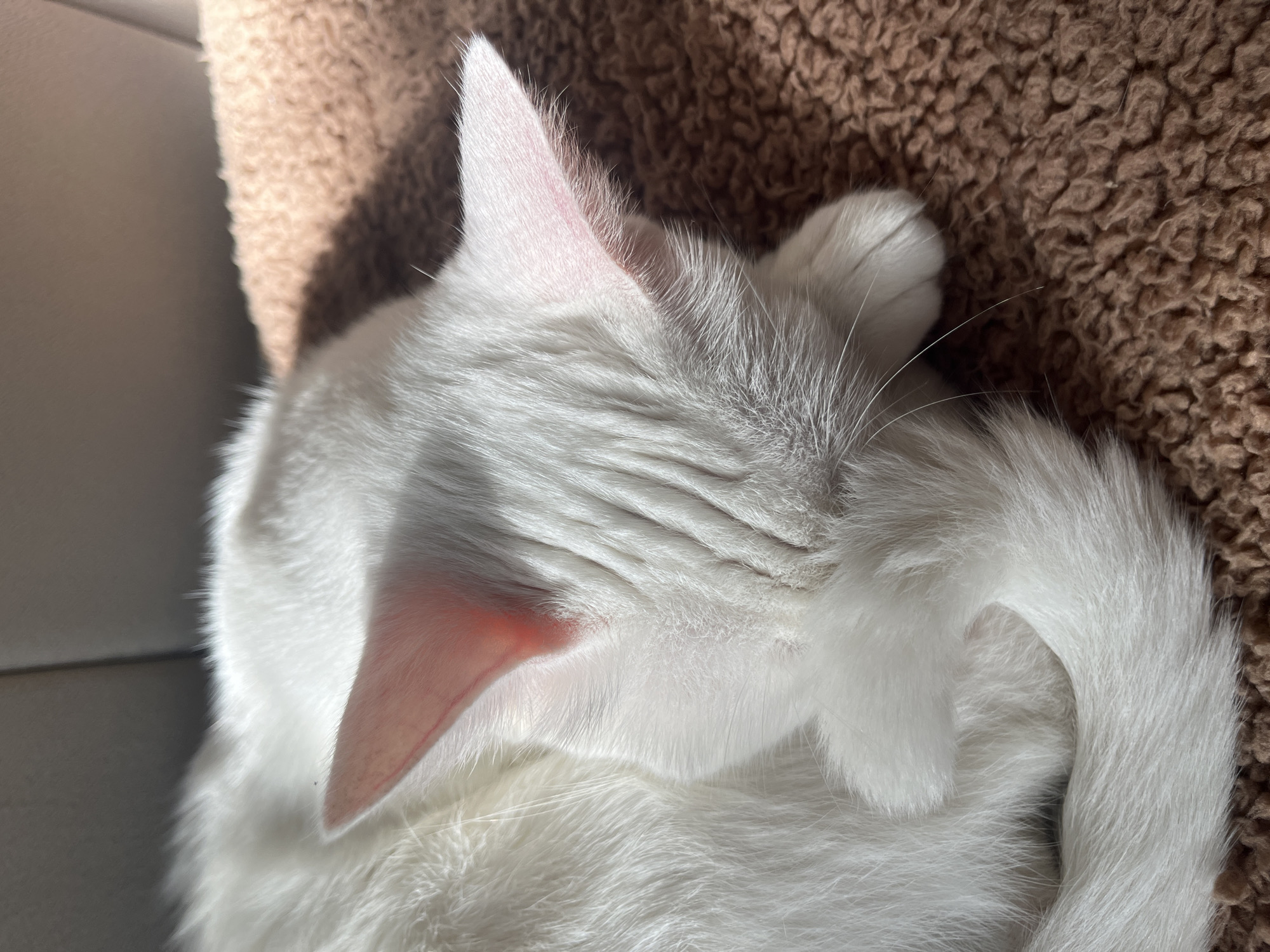 A white cat is curled up on a brown, fuzzy surface, likely a blanket or cat bed. The cat's head is tilted downward, with one ear prominently visible. Its paws are near its face. The background is blurred, showing a glimpse of a white wall and the edge of a cat tree or similar structure. There is no indication of this being in Buenos Aires.