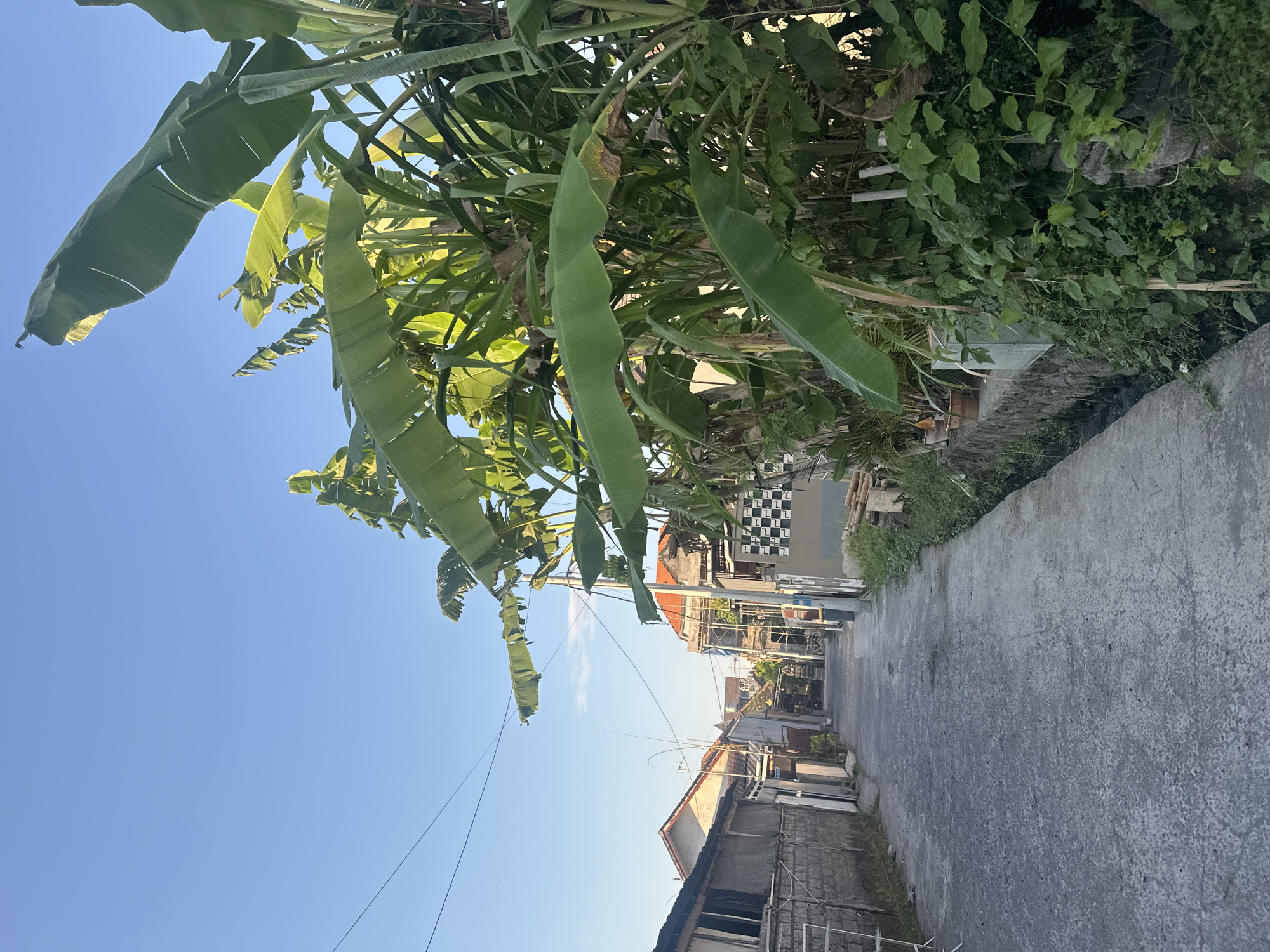 The image shows a narrow, paved alleyway in Sukawati, Indonesia, bordered by residential buildings and lush vegetation. The scene is bathed in the warm light of what appears to be either sunrise or sunset, casting long shadows and highlighting the vibrant green of banana leaves and other plants that dominate the right side of the frame. On the left, simple, low-rise houses with tiled roofs are visible, constructed with a mix of brick and concrete walls. Electrical wires crisscross the clear blue sky overhead. The alleyway itself is grey and textured, with a small, overgrown drainage ditch running alongside the vegetation on the right. The overall impression is one of a quiet, lived-in neighborhood, where nature is intertwined with the urban landscape.