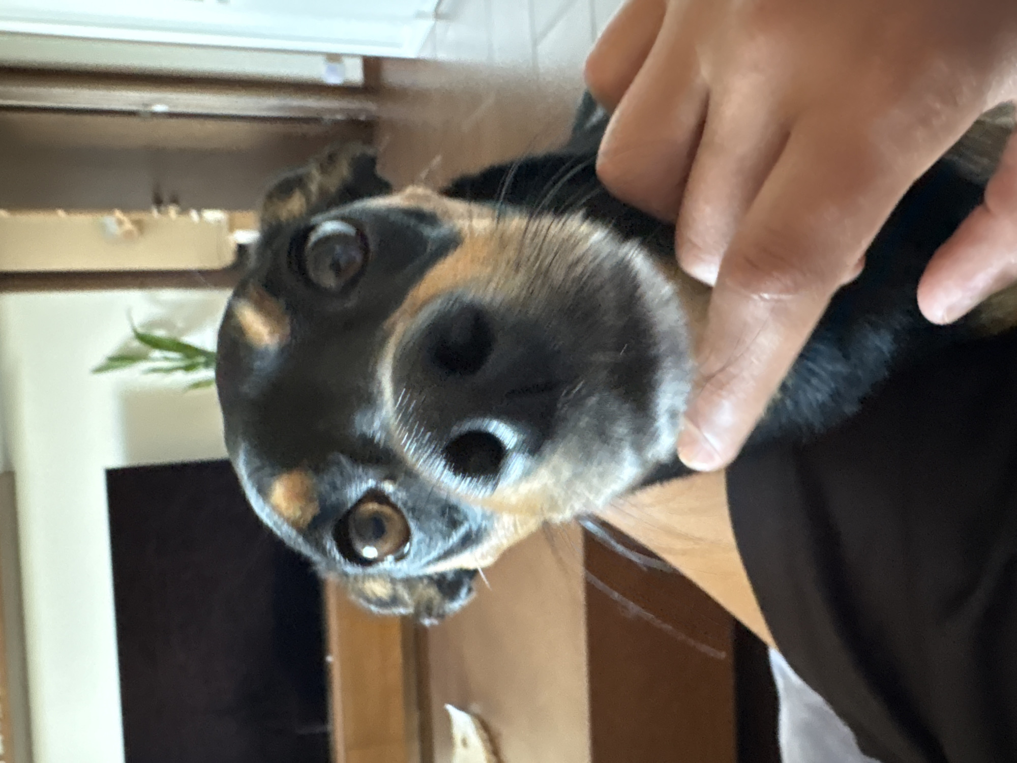 The image is a close-up, indoor shot of a dog, possibly a Miniature Pinscher or a similar breed, with black and tan markings. The dog's face is the primary focus, with its large, expressive brown eyes looking directly at the camera. Its nose is dark and wet, and its whiskers are visible. A human hand is gently touching the dog's chin and side of its face. The background is blurred, showing a room with wooden furniture and a television screen. There is a plant in the background as well. The image appears to have been taken in a residential setting. There is no information in the image to suggest the location is in the city of Varna, Bulgaria.