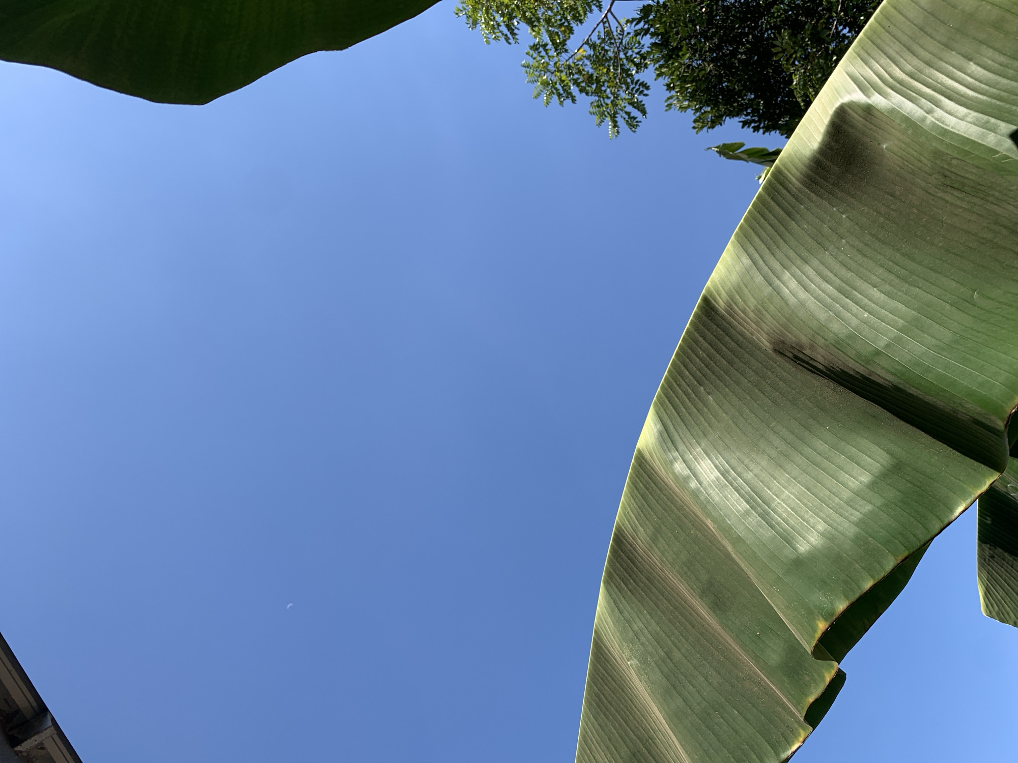 The image shows a clear, bright blue sky with a faint crescent moon visible towards the upper left quadrant. In the foreground, a large, vibrant green banana leaf dominates the lower portion of the frame, its prominent veins catching the sunlight. The leaf's texture is detailed, showing slight discoloration or dust in places. To the right, the lush green foliage of trees can be seen against the blue sky, with some branches extending upwards. The top edge of the image reveals a sliver of a metallic roof or overhang. The scene appears to be outdoors, possibly in a tropical environment given the banana leaf and lush trees, consistent with the city of Makassar, Indonesia. There are no people or any visible signs of activity in the frame, suggesting a tranquil, natural setting.