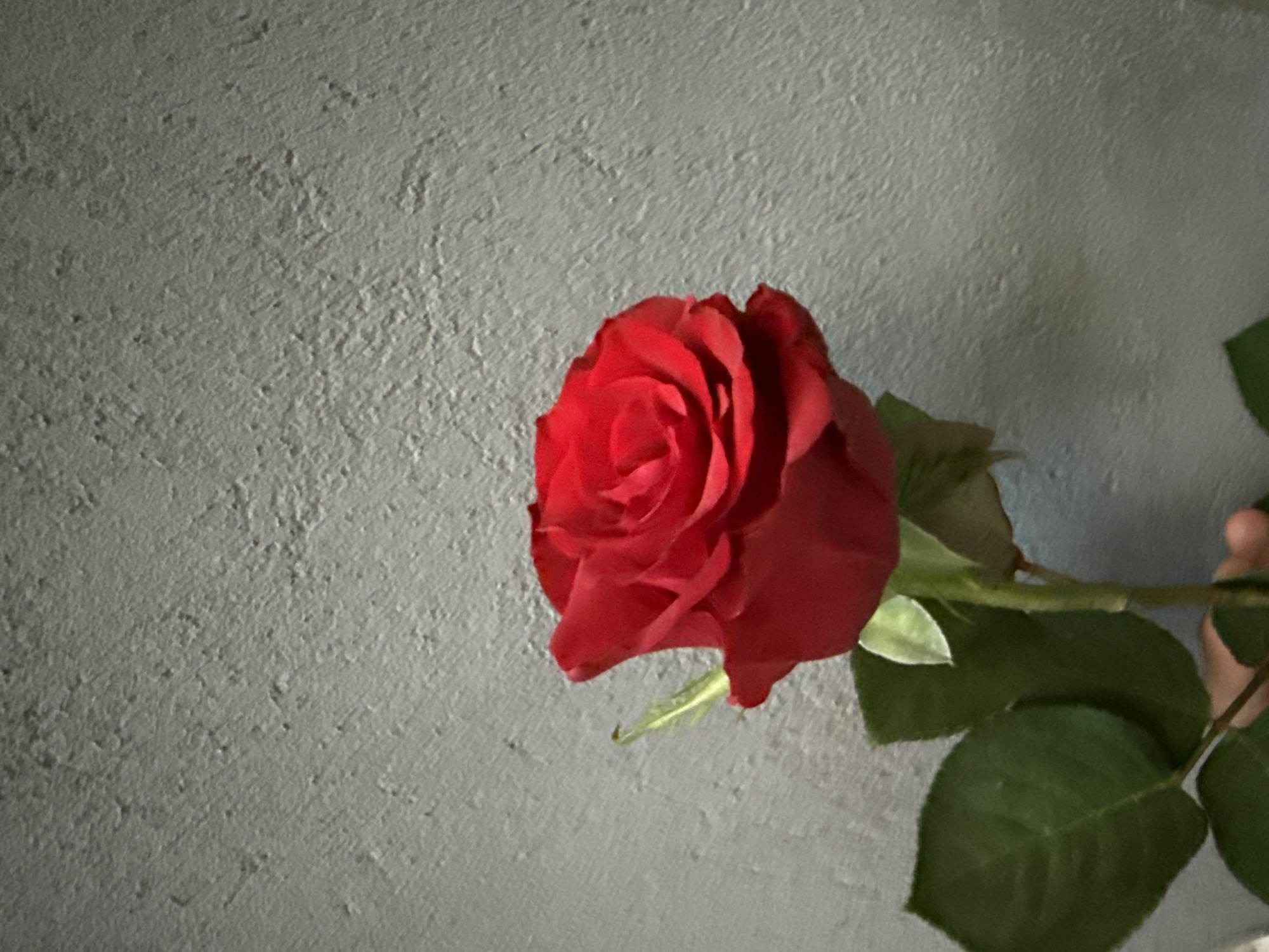 A single red rose is positioned against a textured, light gray wall. The rose is in full bloom, with its petals tightly spiraled in the center and gradually opening outwards. The stem is visible, along with green leaves. The location cannot be ascertained from the image.