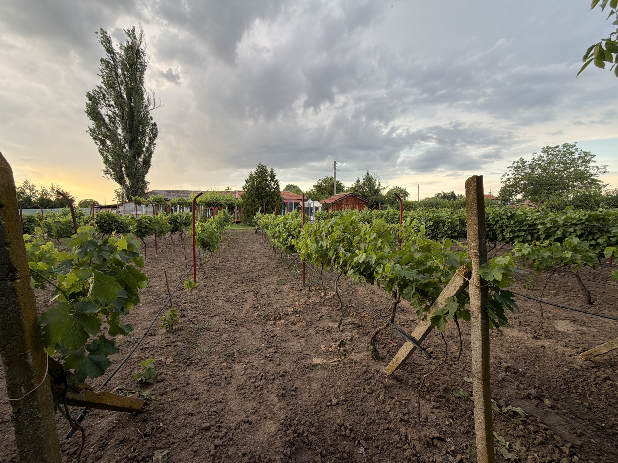 An eye-level, medium shot captures a vineyard in Golyam Chardak, Bulgaria, under a cloudy sky. The foreground is dominated by the rich brown soil of the vineyard, with rows of grapevines stretching into the distance. The grapevines, with their vibrant green leaves, are supported by rustic wooden and red metal posts, creating a geometric pattern. A prominent, tall, slender tree with wispy foliage stands to the left, silhouetted against a pale yellow and grey sky, suggesting the late afternoon or early evening. In the background, several small buildings with red-tiled roofs and wooden structures are visible, nestled amongst more greenery and trees. A concrete post stands prominently in the right foreground, adding a textured element to the scene. The overall impression is one of a rural, agricultural landscape, peaceful and somewhat subdued due to the overcast conditions.
