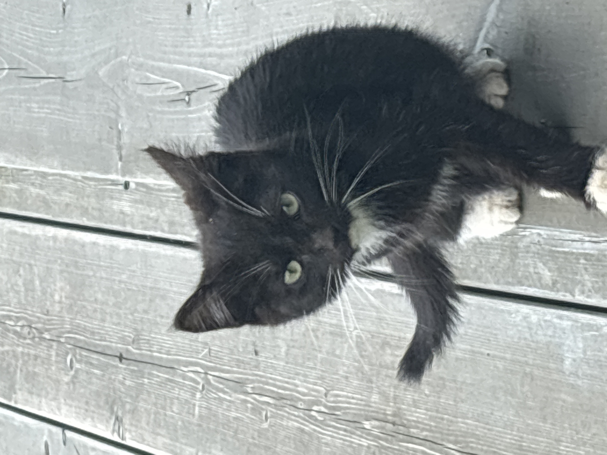 A black and white kitten is captured in a medium shot, seated on a wooden deck. The kitten is predominantly black with white markings on its chest and paws. Its green eyes are wide and directed towards the camera. The kitten's tail is raised and curled to its left, and its left front paw is also lifted, as if it is about to take a step. The background consists of weathered wooden planks, with visible grain patterns and some faint vertical lines indicating joins between the planks. The lighting suggests an outdoor setting, likely during the day, with no artificial light sources visible. The image is taken at an angle, looking down slightly at the kitten. No people are present in the image, and the environment is purely the wooden deck. The exact location in Zvenigorod, Russia, cannot be determined from the image alone.