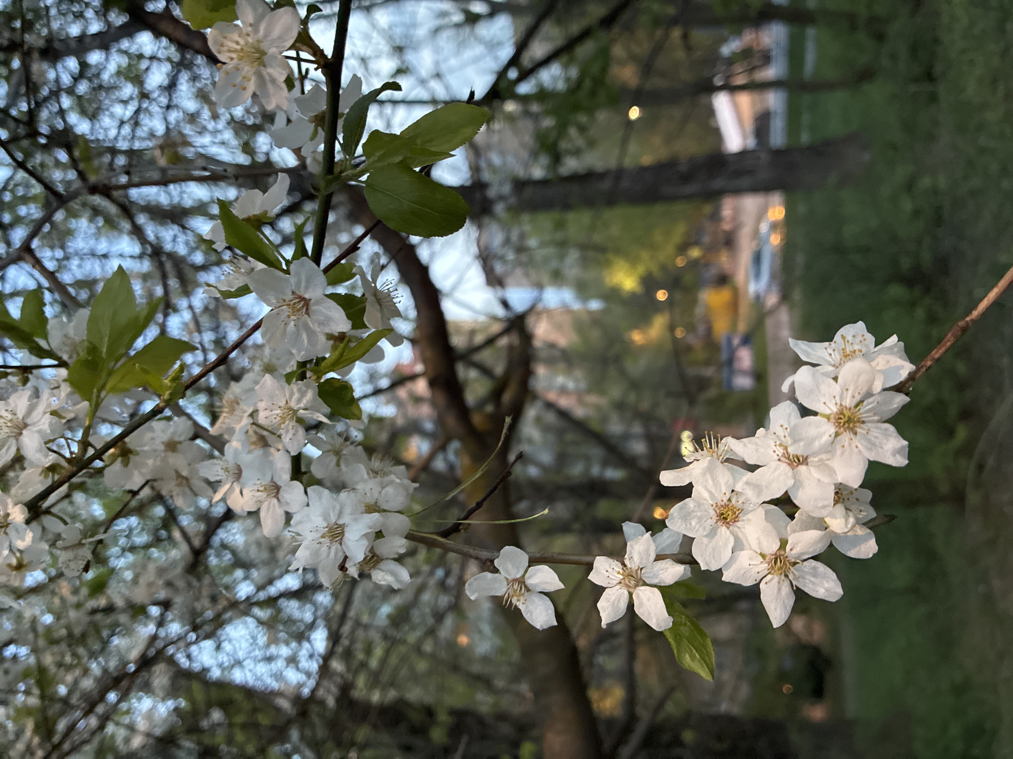 The image shows a close-up of flowering tree branches with white blossoms. The flowers have five petals each and visible stamens. A few green leaves are interspersed among the blossoms. In the background, a blurred cityscape can be seen, with trees and buildings. Lights are visible in the background, possibly streetlights or lights from buildings. The image was taken in Moscow, Russia.