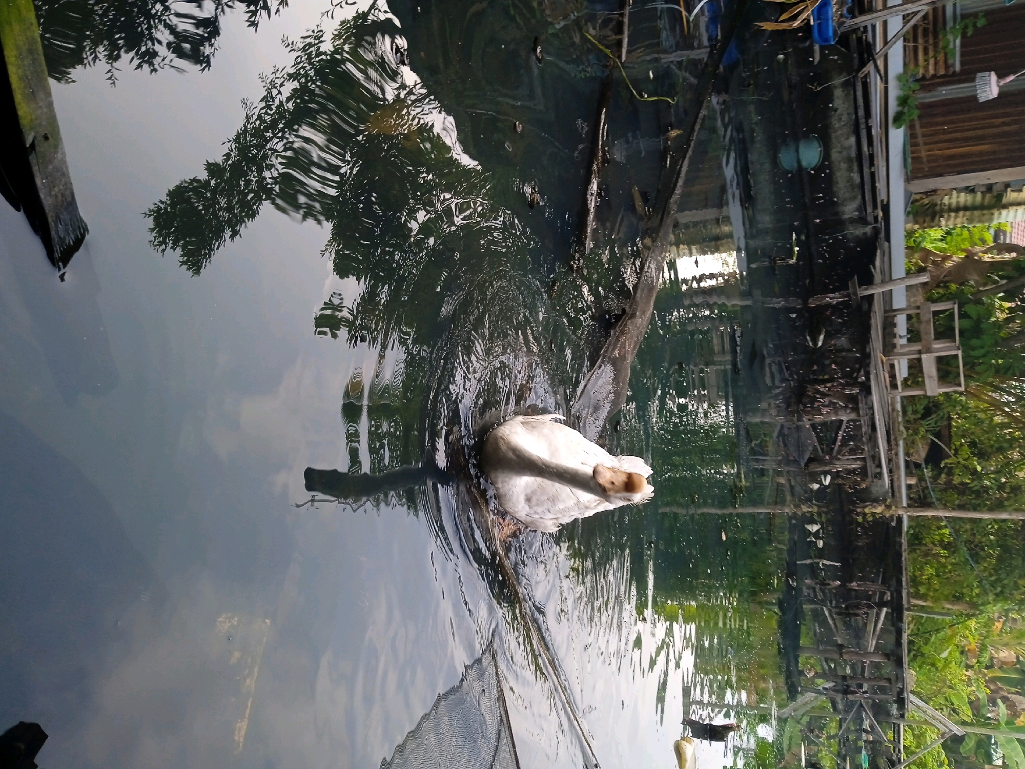 A white domestic goose with orange accents on its beak swims in a dark, murky body of water, possibly a canal or river, in Banjarmasin, Indonesia. The water reflects the surrounding environment, including trees with dense foliage and the sky, which appears overcast. To the right of the goose, a rickety wooden structure, possibly a pier or a makeshift raft, is visible, along with some debris and vegetation. The overall scene suggests an urban waterway environment, likely in a residential or commercial area given the presence of structures. The orientation of the image is such that the goose is in the lower portion, with the reflection and background occupying the upper portion.