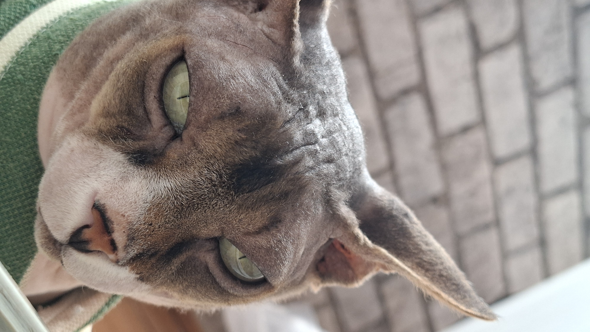 A close-up, eye-level shot focuses on the face of a hairless cat wearing a green and white striped sweater. The cat has prominent wrinkles on its forehead and cheeks, large, almond-shaped green eyes, and a pink nose. Its ears are large and pointed, with fine hairs. The background consists of a brick wall, likely an exterior wall of a building in Myadzyel, Belarus. The lighting suggests it is daytime, possibly indoors near a window or outdoors. No people are visible in the image.