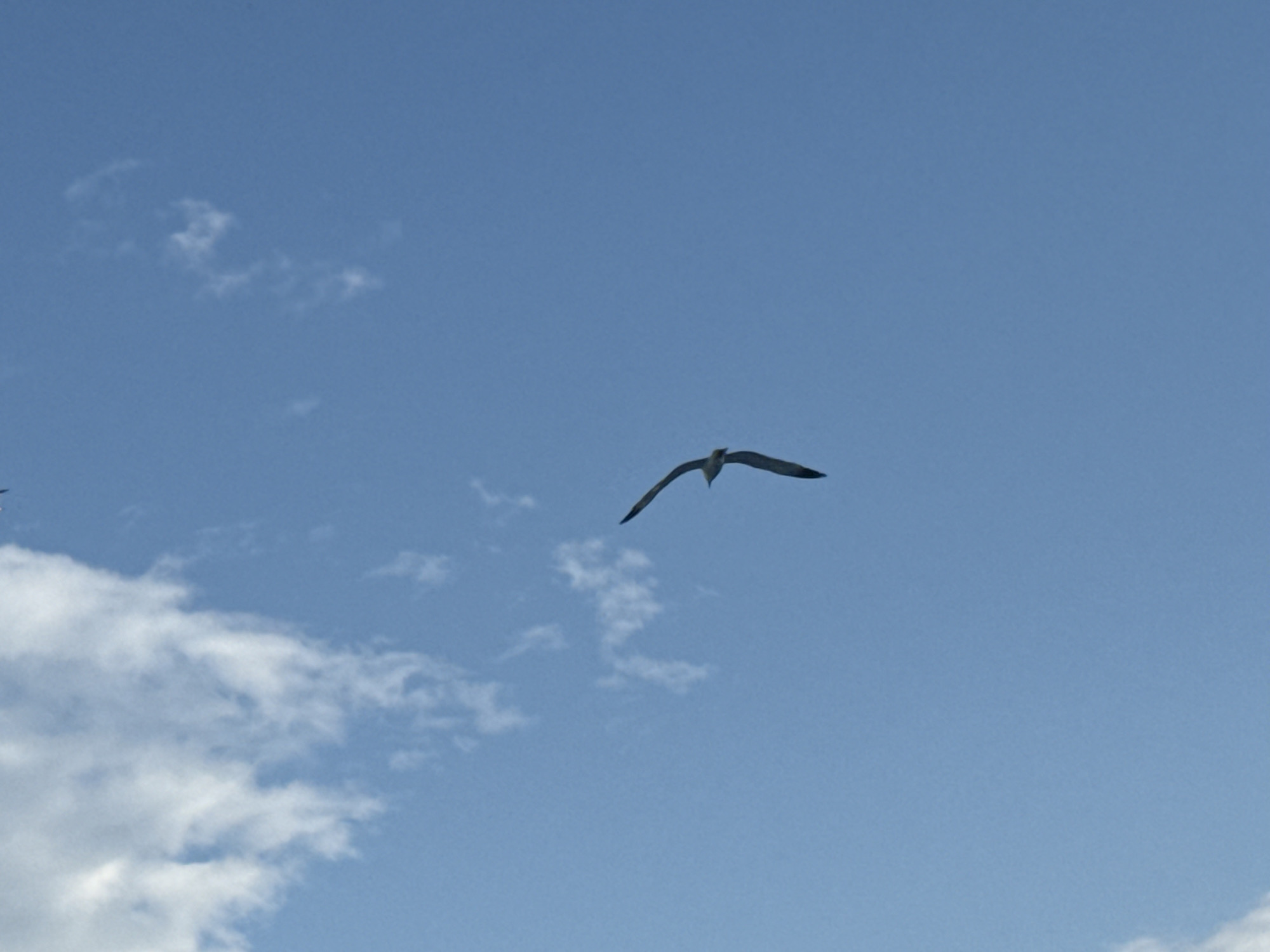 A single seagull is captured mid-flight against a clear blue sky, with scattered white clouds visible in the background. The bird is positioned slightly to the right of the center of the frame, with its wings outstretched in a gliding motion. The image appears to be taken from a ground-level perspective, looking upwards at the bird. The scene is devoid of any man-made structures or identifiable landmarks within the frame, making it impossible to pinpoint a specific location in Burgas, Bulgaria, or any city.
