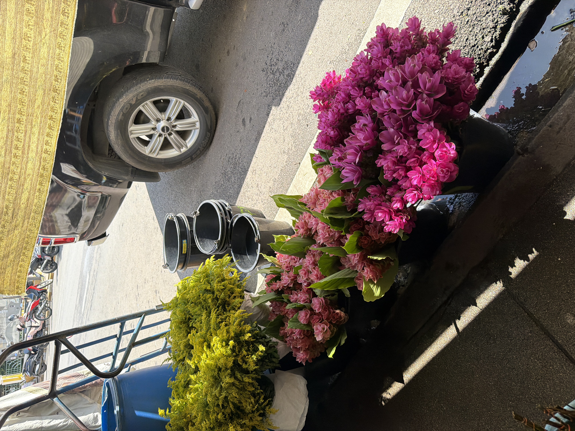 A street-level view shows a vibrant display of flowers for sale at a market in Chiang Mai, Thailand. In the foreground, large bunches of bright pink and fuchsia flowers, possibly Siamese tulips or ginger flowers, are arranged in black buckets. Behind them, a significant volume of fluffy yellow flowers, possibly Goldenrod, are also displayed in white wrapping. Several black plastic buckets are stacked near the flowers. A dark blue plastic barrel sits to the left, next to a blue metal cart with wheels. In the background, a black pickup truck is parked, with its rear wheel and lower body visible. A decorative yellow textile with an elephant motif is draped over the truck bed. The scene is illuminated by bright sunlight, casting strong shadows on the asphalt ground. The street appears to be a typical urban setting in Chiang Mai, with a road and sidewalk visible.