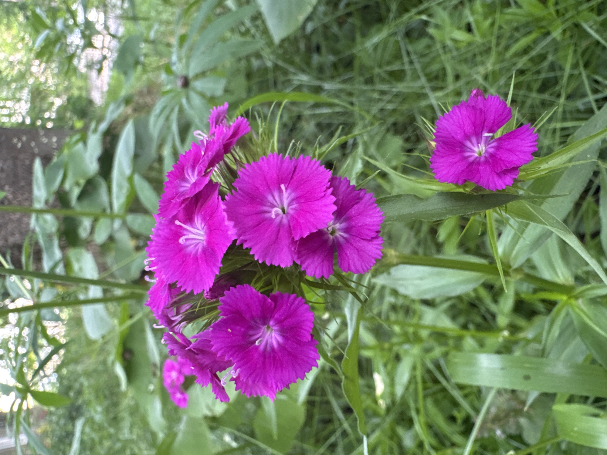 A close-up, eye-level shot captures a cluster of vibrant magenta flowers, likely Dianthus, blooming amidst lush green foliage. The flowers, with their distinctive fringed petals and delicate white centers, are the primary subjects. They are arranged on thin green stems, some angled upwards and others cascading downwards. The background is a soft blur of more greenery and dappled sunlight, suggesting an outdoor setting. The overall impression is one of natural beauty and growth, possibly in a garden or park. The image is in focus on the flowers in the foreground. The scene appears to be in Kuzmolovskiy, Russia.