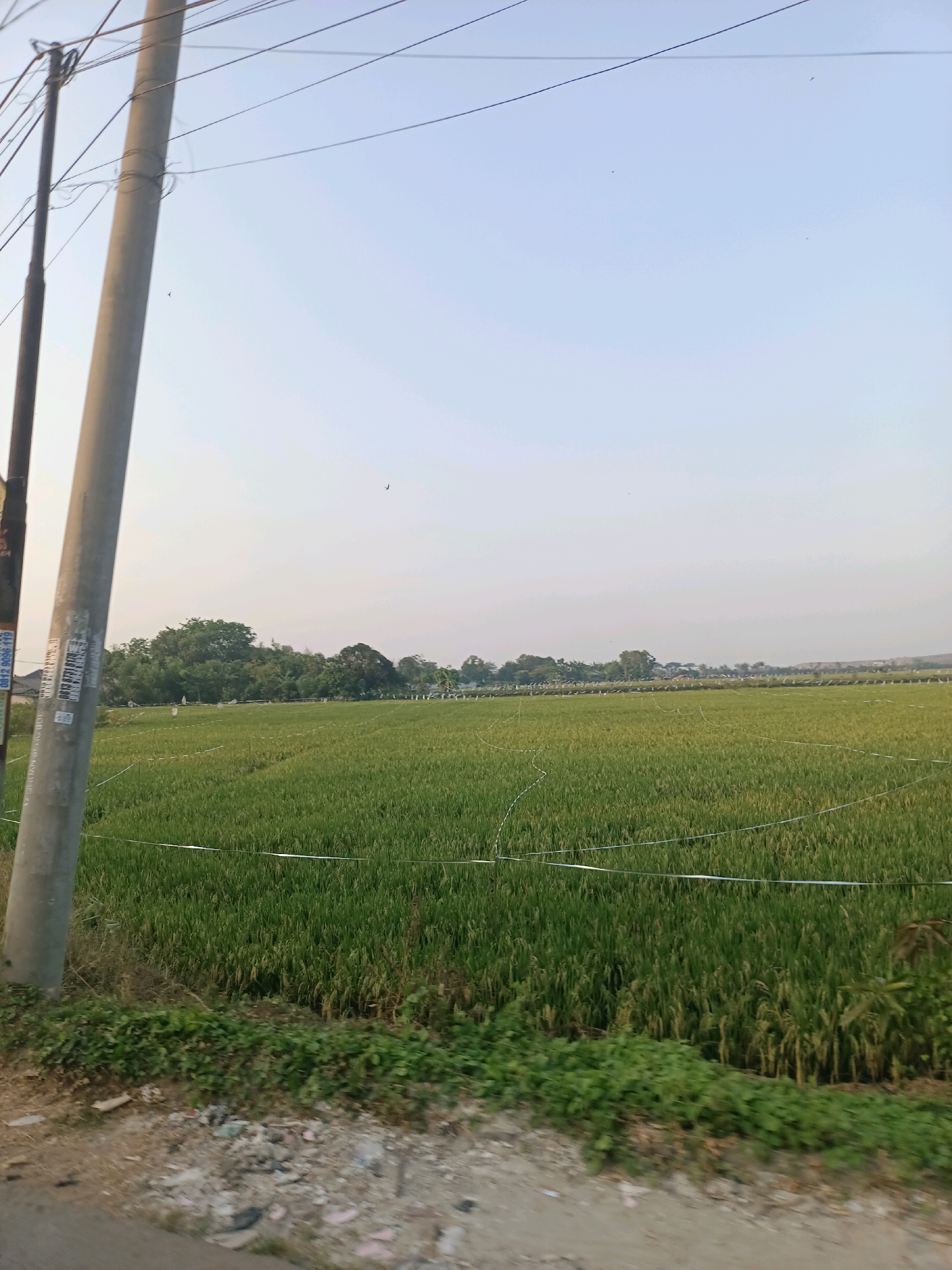 This image depicts a rural scene in Karawang, Indonesia. In the foreground, a concrete utility pole with numerous wires is prominently displayed on the left side of the frame. The pole is adorned with several stickers, some of which bear faded text and numbers, possibly indicating local information or advertisements. Adjacent to the pole is a dirt road with scattered debris.
The midground of the image features an expansive rice field, lush and green, stretching towards the horizon. Several white strings are strung across the field at varying heights, potentially serving as scarecrows or as part of an irrigation system. In the distance, a line of trees borders the rice paddy, with a few structures and a hint of hills visible beyond them. The sky is a pale, hazy blue, suggesting either early morning or late afternoon. The overall impression is one of a tranquil agricultural landscape in a developing area.