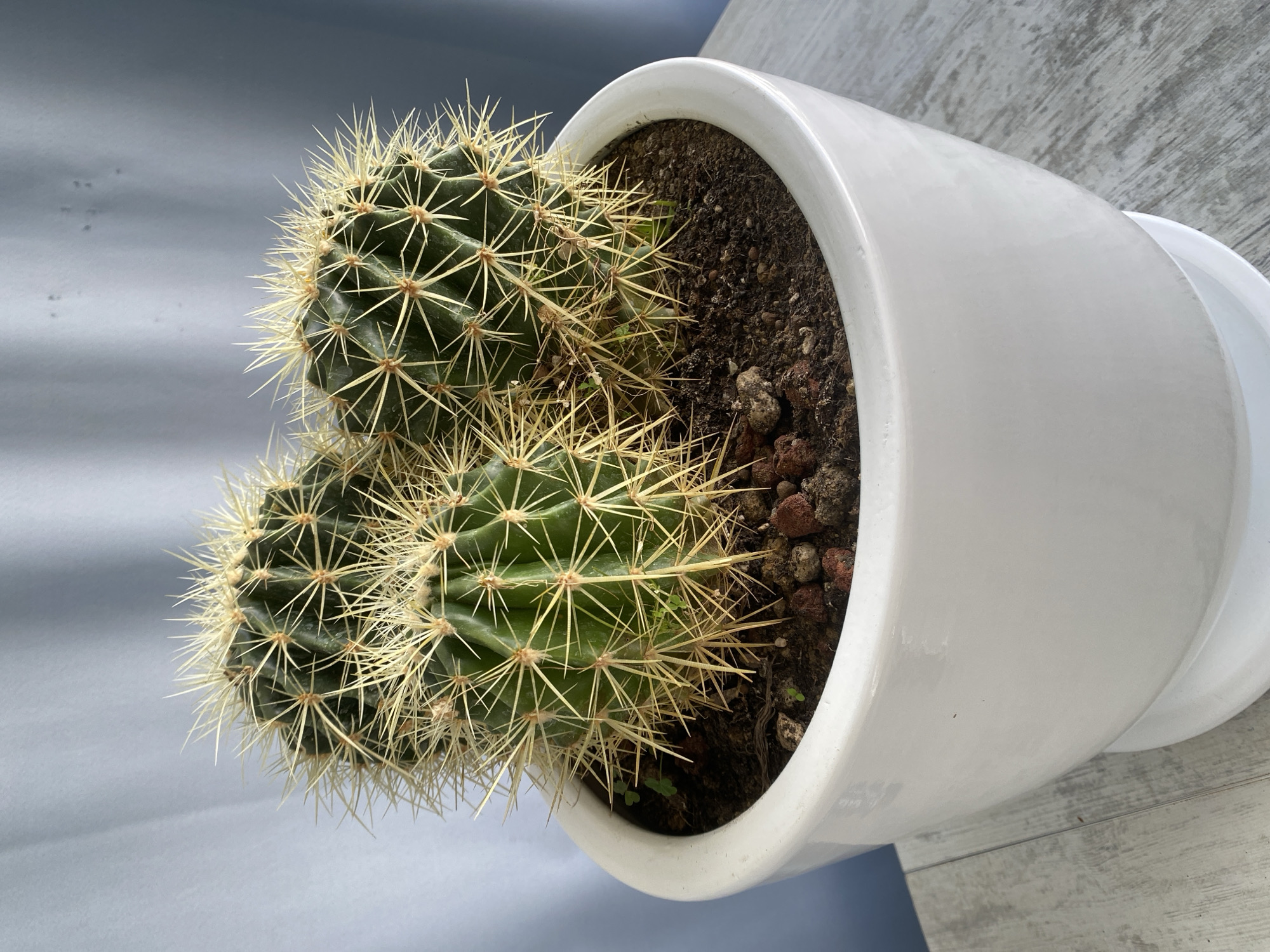 A close-up, high-angle shot captures a potted cactus plant, rotated counter-clockwise, giving the impression of it lying on its side. The main subject is a vibrant green cactus with multiple globose stems, densely covered in sharp, yellowish-white spines. The cactus is planted in a glossy white ceramic pot, which contains dark brown soil mixed with reddish-brown, porous pebbles, possibly lava rock, aiding drainage. Several tiny green sprouts, some resembling clover, are visible growing in the soil around the base of the cactus.
The background on the left consists of a soft, light grey-blue surface, possibly a curtain or wall, showing some slight texture and variations in tone. On the right, beneath the pot, a light-colored surface with a wood grain or textured concrete appearance is visible. The lighting is bright and even, suggesting natural daylight. No specific activity is depicted, and no text is visible in the image. The scene conveys a calm, natural aesthetic, likely an indoor plant display or a plant on a patio.