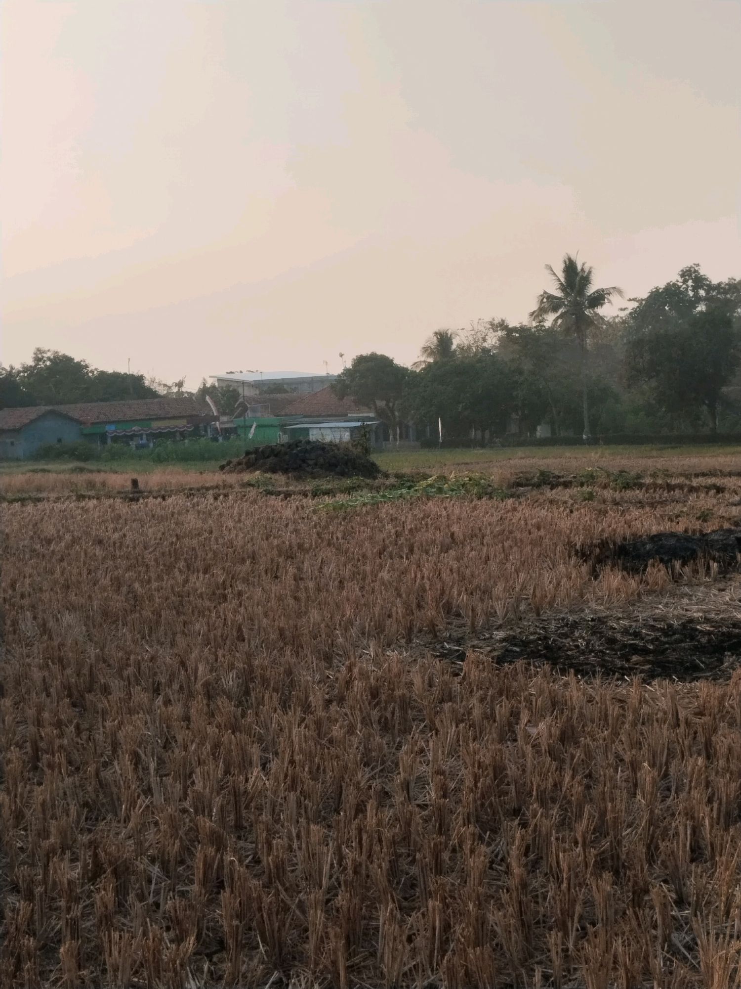 The image shows a rural landscape in Harjowinangun, Indonesia. In the foreground, a field of dry, stubbly vegetation, likely rice stalks, covers most of the frame. The stalks are cut short and stand upright, creating a textured surface. To the left of the field, a small, dark-colored pile of what appears to be animal dung or compost is visible.
In the mid-ground, behind the field, there are several buildings. The building on the left is a low-lying structure with a green facade and a red-tiled roof. Next to it, another building with a red-tiled roof extends further to the right. There's also a smaller, white structure. Further back, beyond these buildings, a dense line of trees and foliage forms a natural barrier. Among the trees, a prominent palm tree stands tall. In the distance, the sky is overcast with a pale, hazy glow, suggesting it might be early morning or late afternoon. The overall scene depicts a agricultural setting after a harvest.