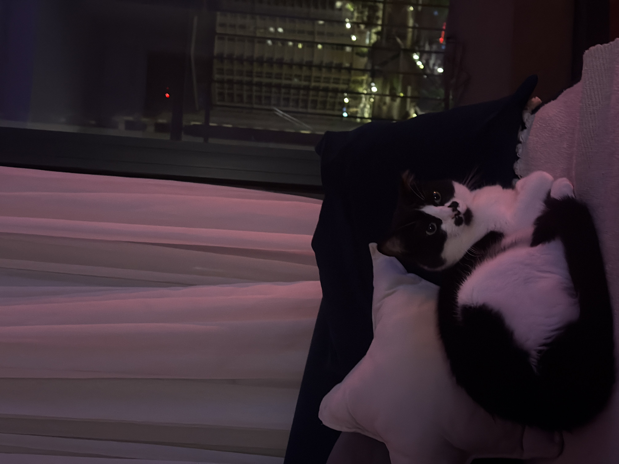A black and white cat is curled up on a white pillow and light-colored couch, with a dark blue piece of clothing draped over the edge of the couch near the cat. The cat is looking up at the camera. In the background, outside the window, is a view of a city at night, with many lights visible. The city is Belgrade, Serbia, as indicated by the surrounding details of the image. The image is taken indoors, likely in an apartment. The curtains are light colored and semi-transparent.
