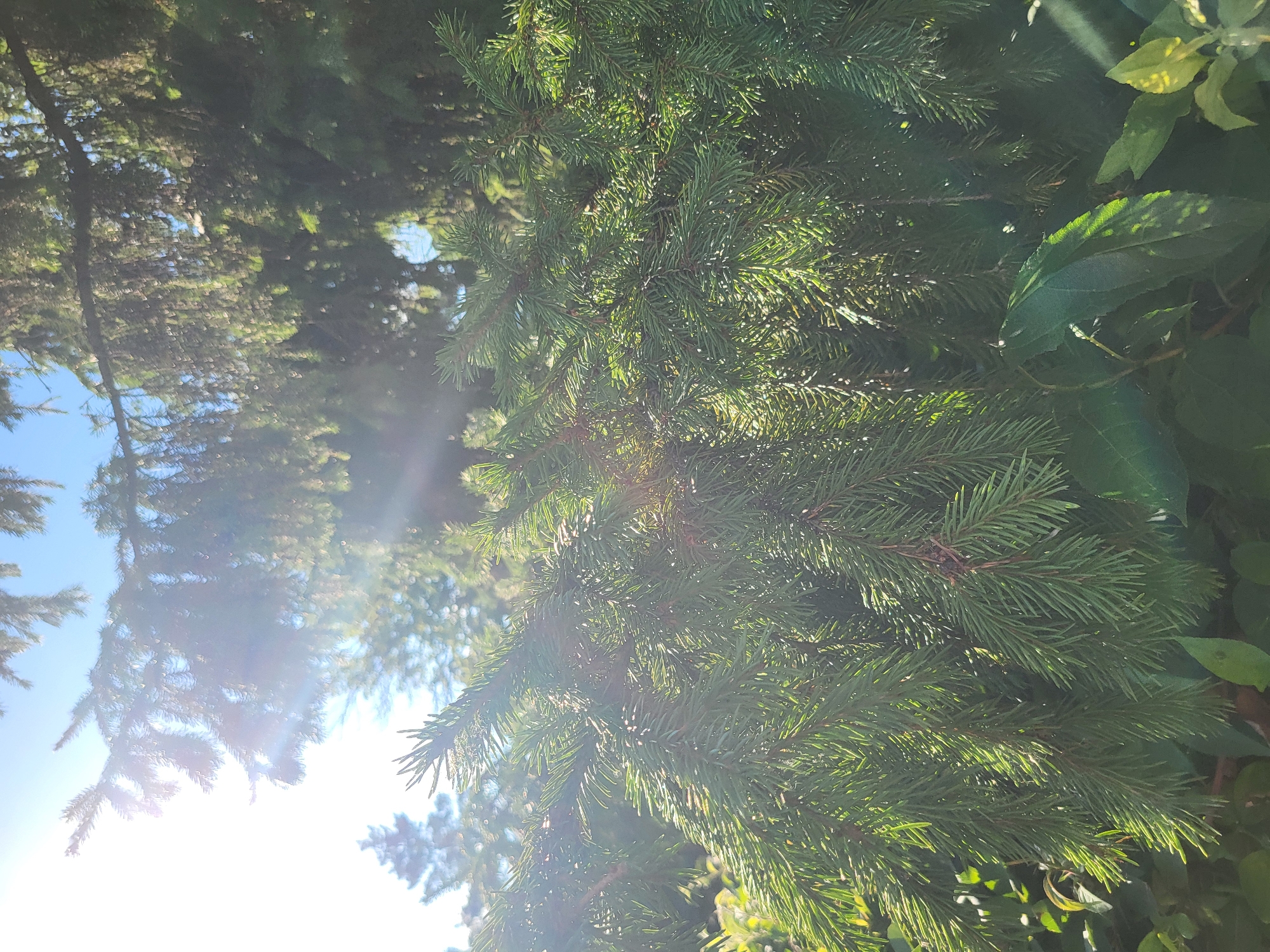 The image is a close-up shot of a conifer tree, likely a spruce or fir, with its dense green needles filling the foreground. Sunlight streams through the branches, creating lens flare and highlighting the texture of the foliage. In the background, the sky is visible, a pale blue with some hazy sunlight. There are other trees and foliage, out of focus, suggesting an outdoor setting. The scene appears to be a park or a residential garden, given the presence of manicured trees. No people or specific identifiable landmarks of Petropavl, Kazakhstan are visible in this image. The focus is entirely on the natural elements.
