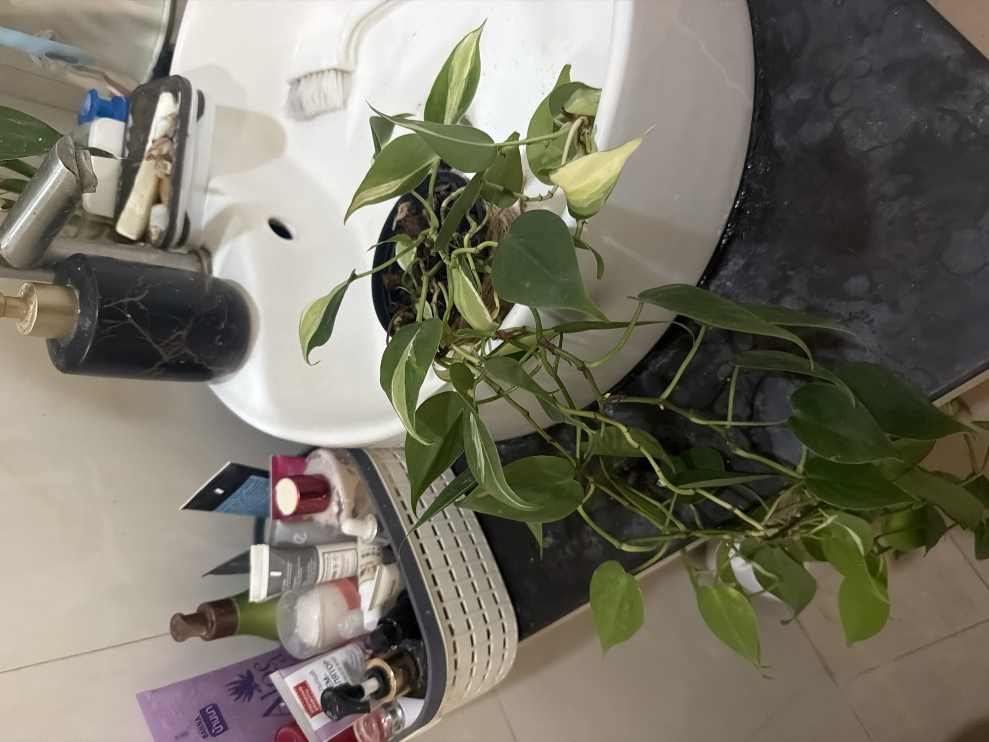 In Baan Mae Nam, Thailand, a bathroom sink area is depicted. The primary focus is a potted plant with long, trailing green and variegated leaves, positioned partially within a white ceramic sink. The sink itself contains some water. To the left of the sink, a white woven basket holds an assortment of toiletries and cosmetics, including tubes and bottles. Behind the basket, a light purple packet with text is visible. A black soap dispenser with a gold pump sits to the left of the faucet. The countertop is a dark, speckled material. The overall environment suggests a personal grooming space.