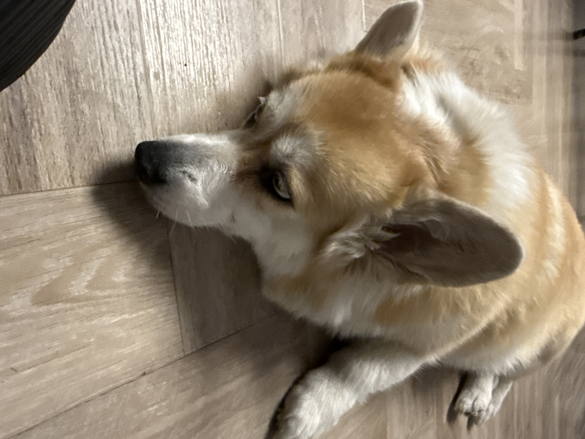 A tan and white corgi dog is lying on a light-colored wood floor. The dog is facing left with its head raised, and its paws are visible in the bottom right corner. Part of a dark object is visible in the upper left corner. The scene is indoors and the lighting appears to be from an overhead source. There is no evidence to suggest that the scene is in Krasnoyarsk, Russia.