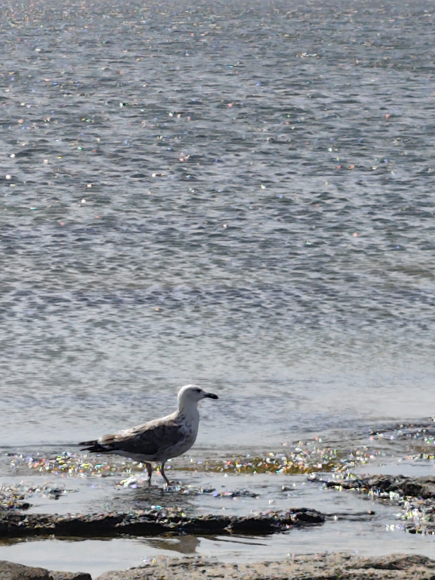 A seagull stands on the shallow edge of a body of water, its feathers predominantly white and gray. The water's surface is highly reflective, creating numerous sparkling highlights that distort the appearance of the water. The shoreline is composed of dark, wet rocks and pebbles. The background is filled with more of the shimmering water, stretching out to the horizon. The location is identified as Saiyn, Kazakhstan.