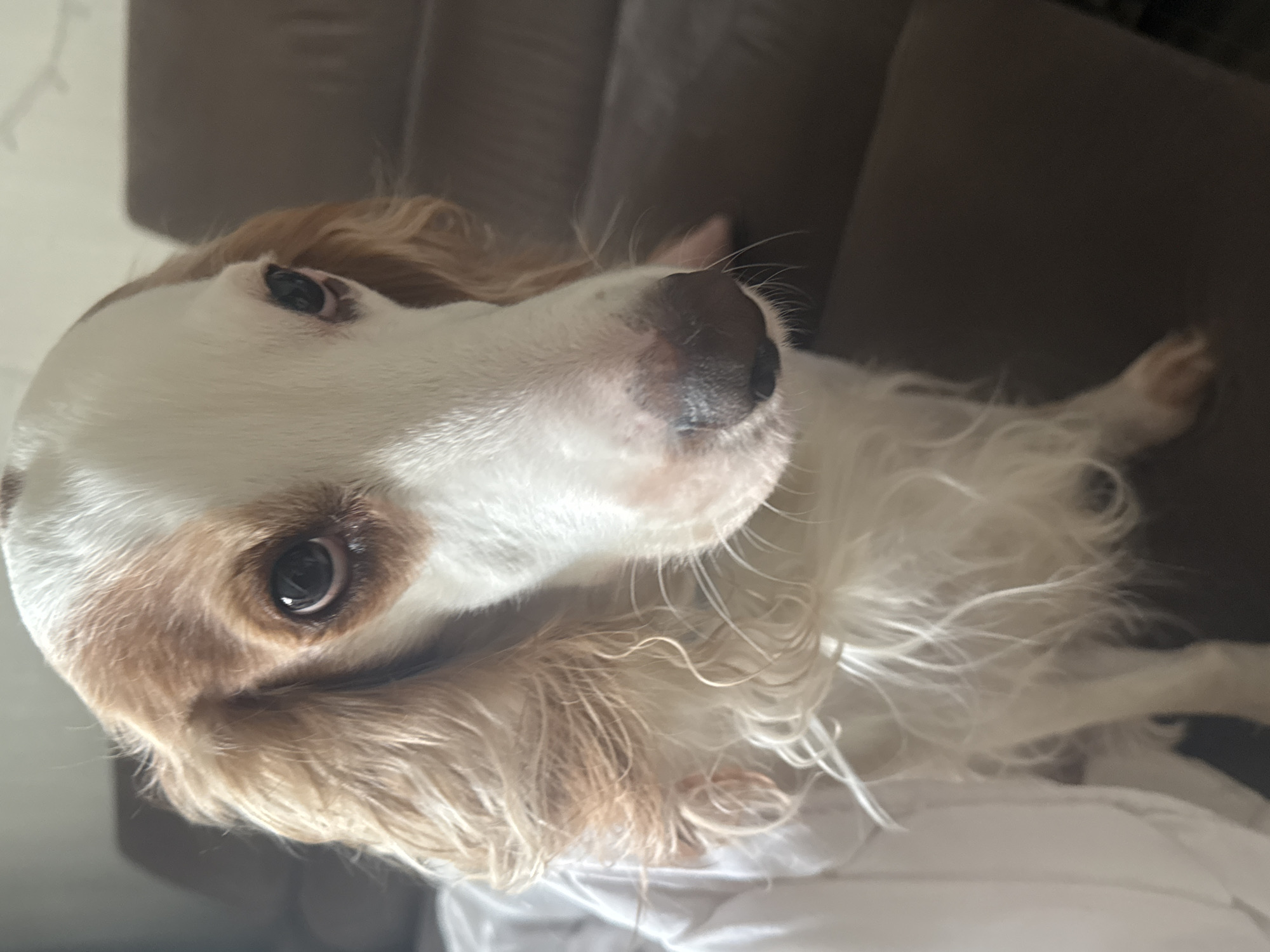 An adult, medium-sized dog with white and tan fur is pictured indoors, likely in a residential setting. The dog is primarily white with tan markings on its head, ears, and around its eyes. It has large, dark eyes and a dark nose. Its fur appears somewhat damp and slightly matted, particularly around its neck and ears, suggesting it may have recently bathed or been exposed to moisture. The dog is wearing a white garment, possibly a towel or a dog coat, around its neck and chest.
The dog is seated on a brown upholstered surface, likely a sofa. The background shows a slightly out-of-focus brown sofa and a lighter wall. The lighting is soft and appears to be natural indoor light.
There is no indication of the specific location within the city of Moscow, Russia, nor any other specific geographical markers. The image is a close-up, focusing on the dog's face and upper body.