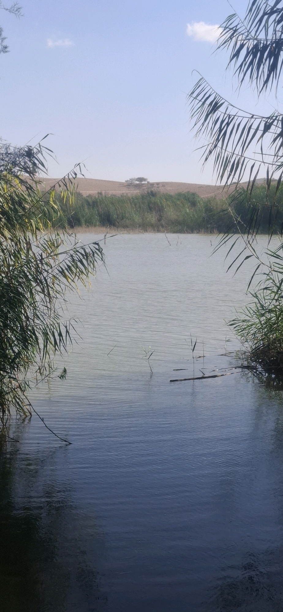 The image depicts a body of water, likely a lake or reservoir, surrounded by vegetation. The water's surface is calm with ripples and reflections, and in some areas, the water appears darker, indicating depth or shadows. Several thin, dry reeds or branches protrude from the water. The shoreline is lined with dense green reeds and grasses. In the background, a gentle, sandy hill rises, sparsely dotted with a few trees. The sky above is a clear, pale blue with a single, small white cloud. The scene suggests a natural landscape, possibly in a semi-arid region.
Based on the information provided, this image is located in the city of Yeruham, Israel. Yeruham is known for its desert environment and attractions like the Yeruham Reservoir, which is likely the body of water shown in the photograph. The surrounding hills and vegetation are consistent with the landscape of the Negev Desert, where Yeruham is situated.