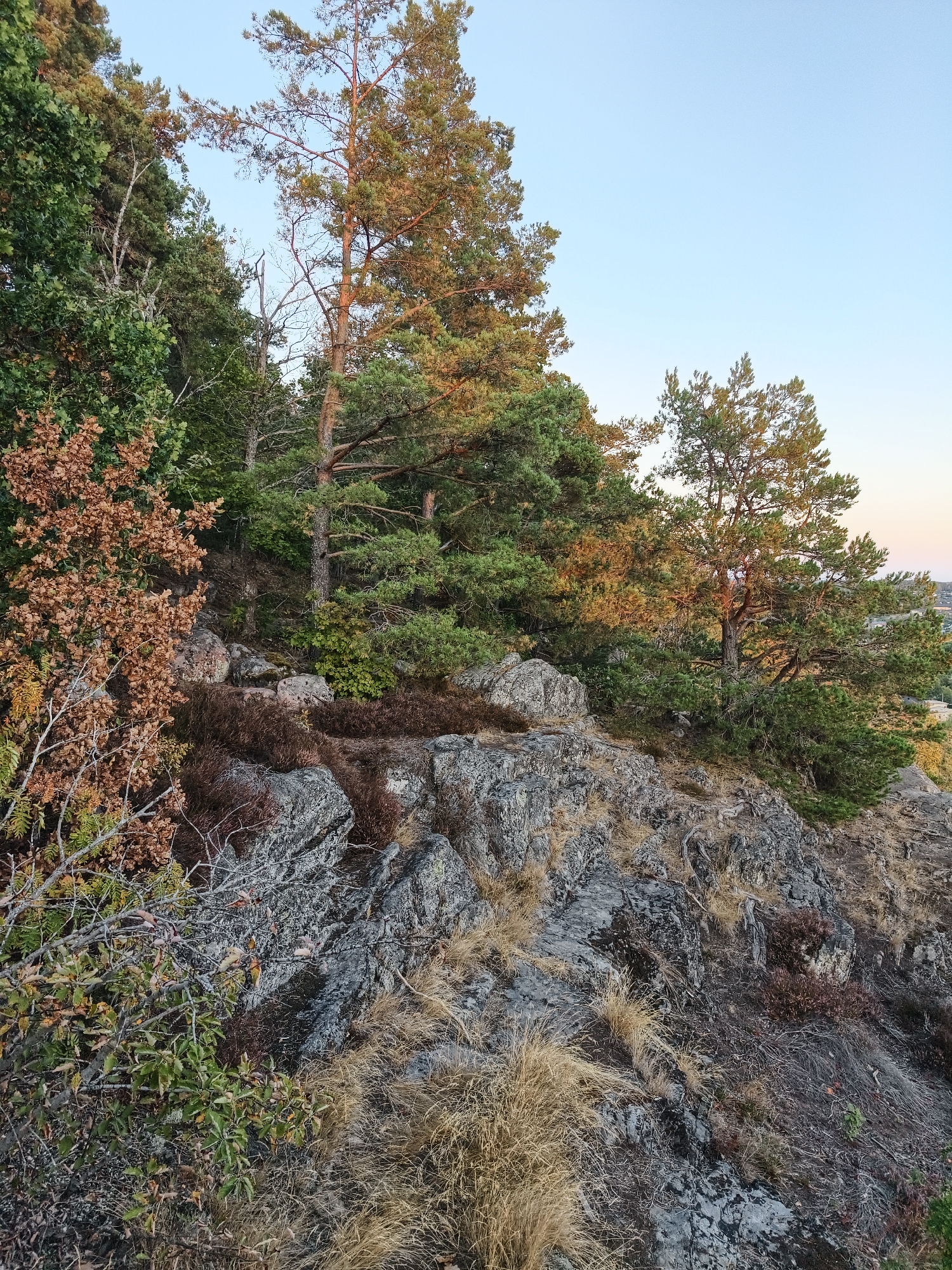 This is a photograph of a rocky, wooded hillside in Söderköping, Sweden, likely taken in the late afternoon or early evening, judging by the warm light illuminating the trees. The foreground is dominated by rough, gray rocks and dry, yellowing grass, interspersed with low-lying brown and green vegetation, possibly heather. Several trees, primarily pine with some deciduous trees showing autumnal colors, are visible on the slope. The branches of these trees are dense, with needles and leaves. The sky above is a clear, pale blue. In the distance, a hint of a town or city can be seen through the trees on the right side of the frame, suggesting the location is on the outskirts of Söderköping. There are no people or animals present in the image.
