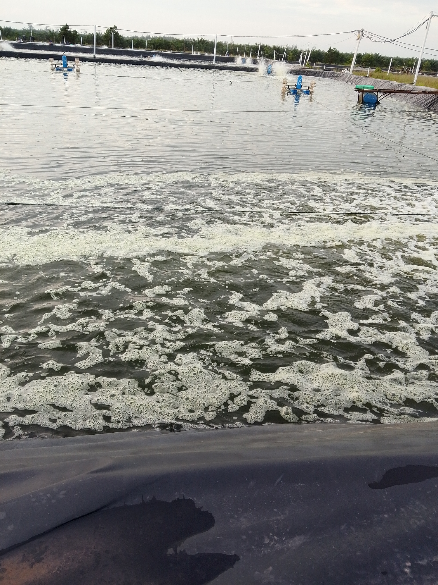 The image shows a body of water with white foam on the surface. In the distance, there are several aerators, and trees are along the horizon. A black, seemingly synthetic material is visible in the foreground. The location is Bukit Ketok, Indonesia.