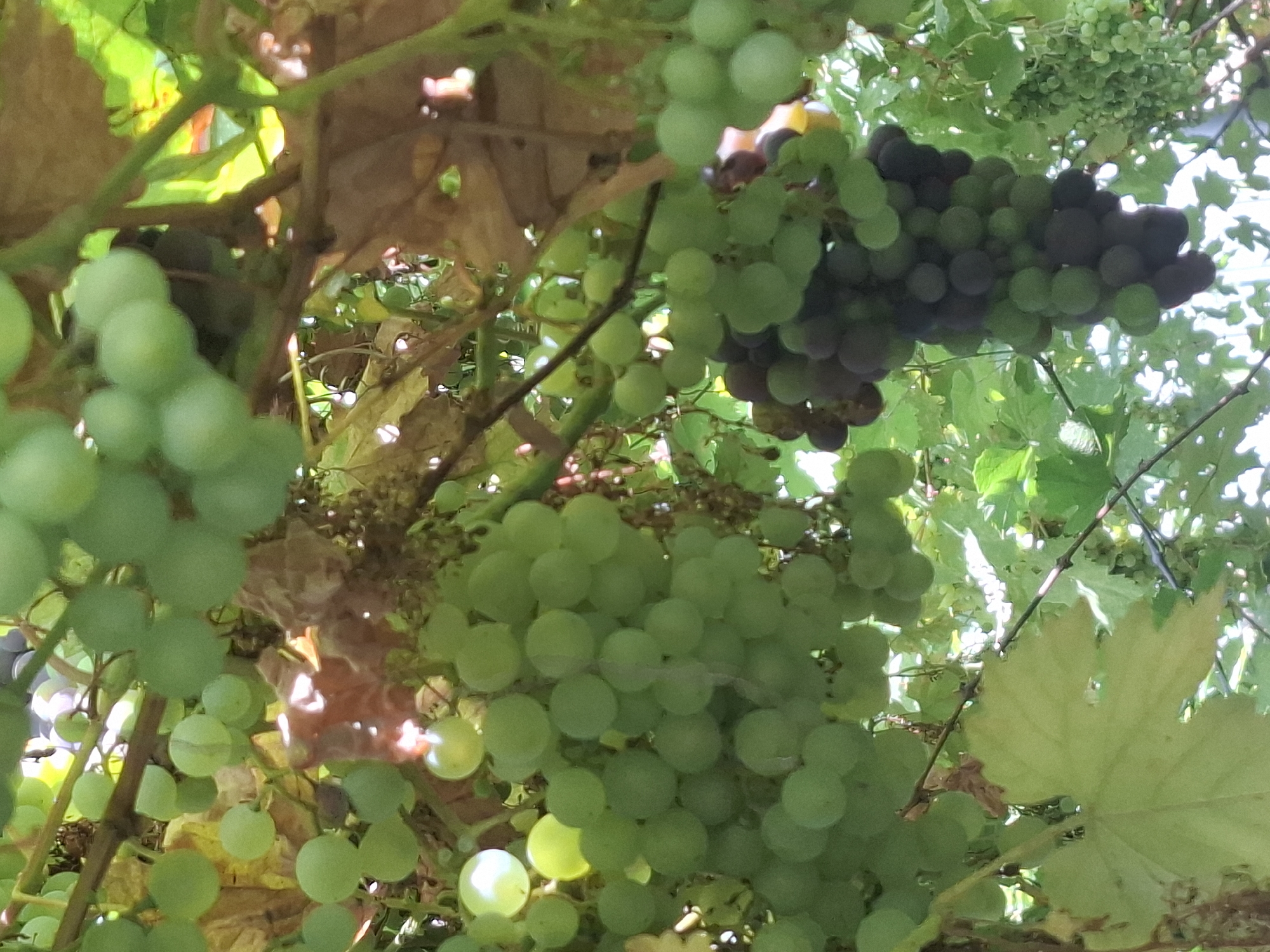 The image captures a close-up view of ripening grapes hanging from vines. The grapes are a mix of green and dark purple hues, clustered together on branches interspersed with green and brown leaves. The scene appears to be outdoors, with sunlight filtering through the foliage, creating highlights and shadows. The setting suggests a vineyard or a garden with grapevines. There are no people or animals visible in the image. The composition is focused on the fruit and the natural elements of the plant. There is no information within the image that directly indicates the location in the city of Almaty, Kazakhstan.