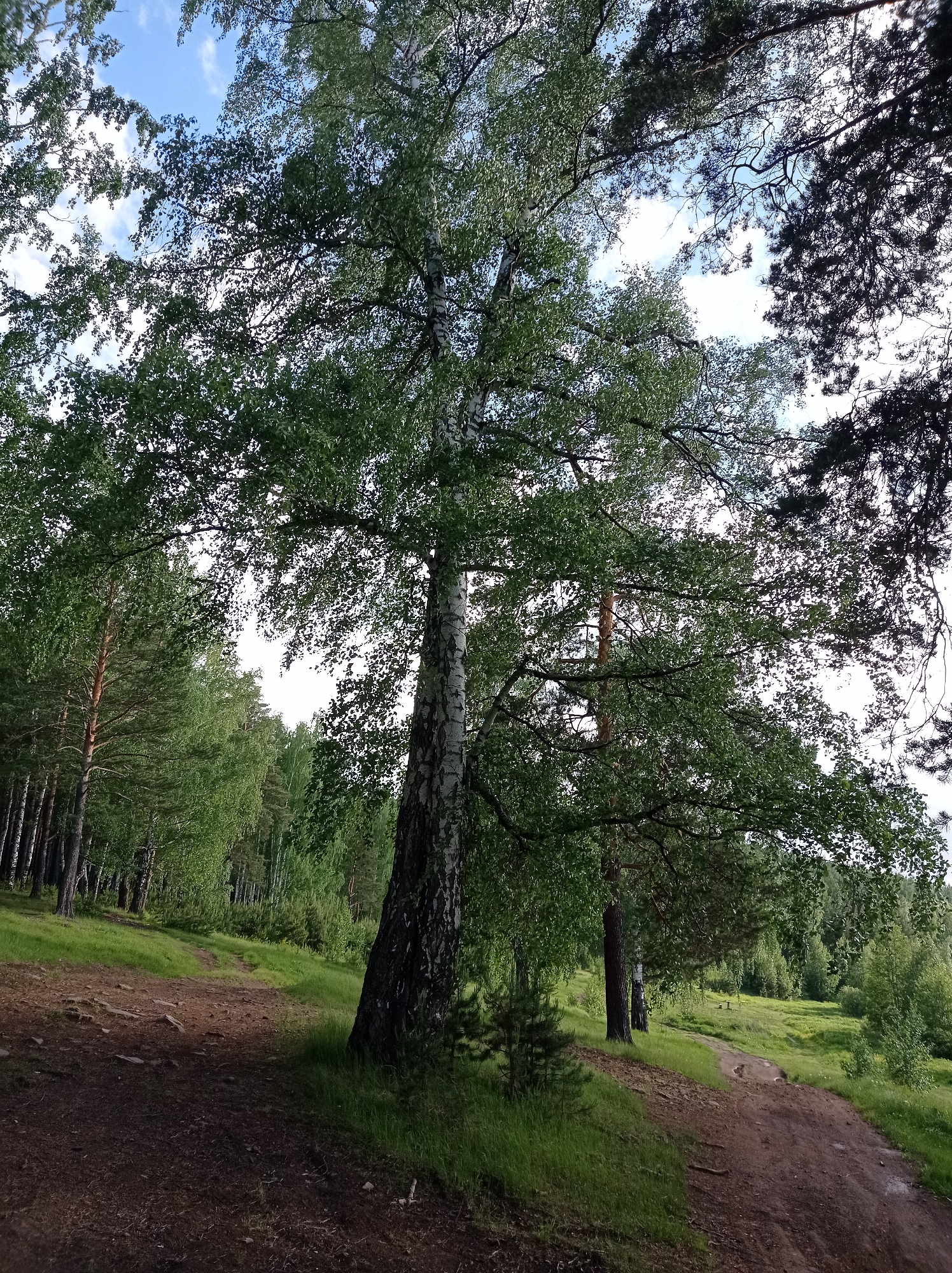 The image depicts a forest landscape in Degtyarsk, Russia. A large birch tree with green leaves and white bark dominates the foreground, positioned slightly off-center. A dirt path winds through the scene, leading towards a grassy field with scattered trees in the background. To the left, a dense pine forest is visible. The sky peeks through the canopy, revealing patches of blue and some clouds. Some trees with dark foliage are noticeable in the top right corner.