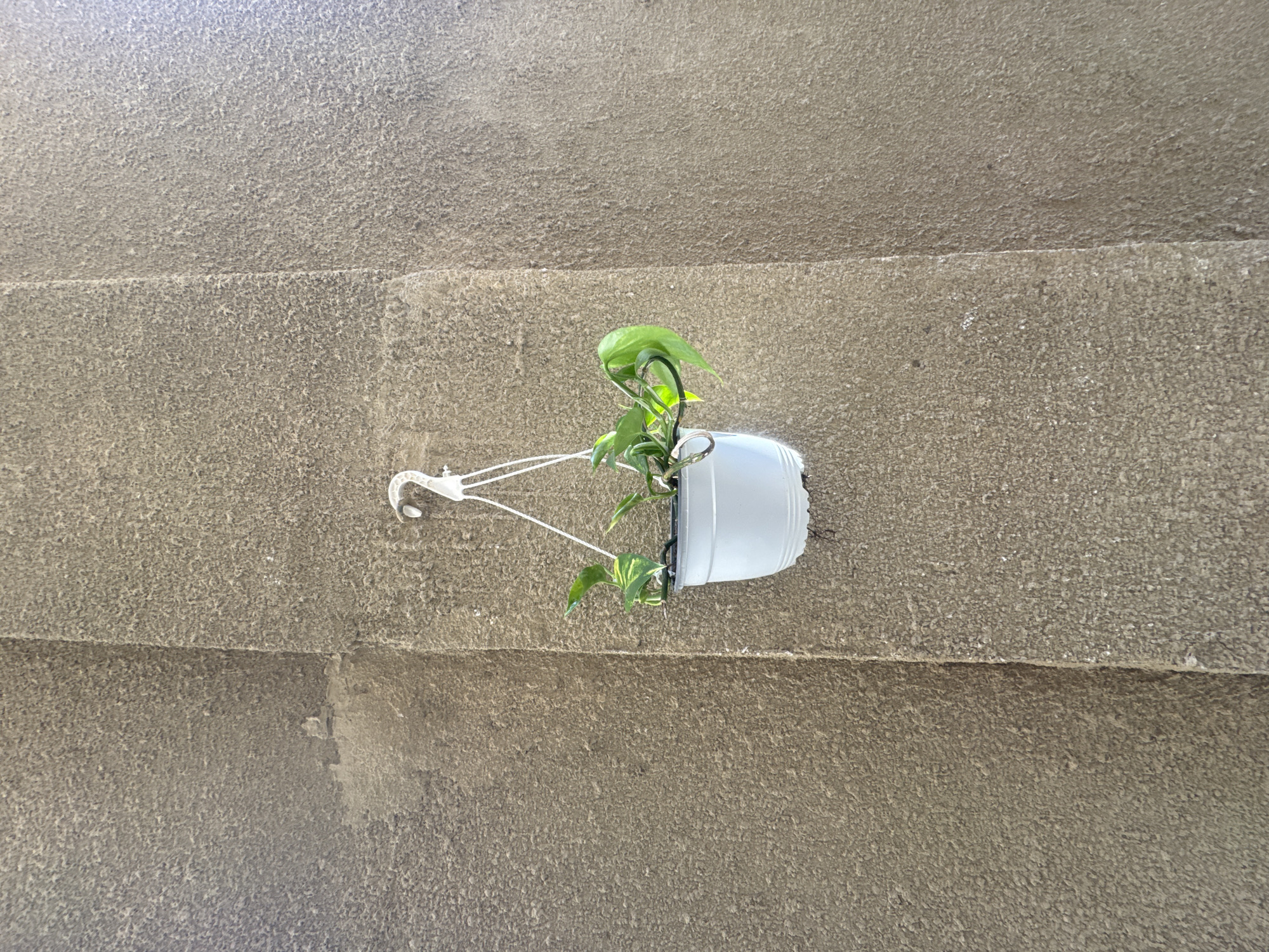 A low-angle, indoor shot depicts a plant in a white plastic hanging planter, suspended against a textured wall with horizontal lines or seams, suggesting it might be concrete or a similar material. The plant has green leaves with some yellow variegation. The hanger is white and plastic. The lighting appears soft and diffused. The location is unknown and could not be confirmed.