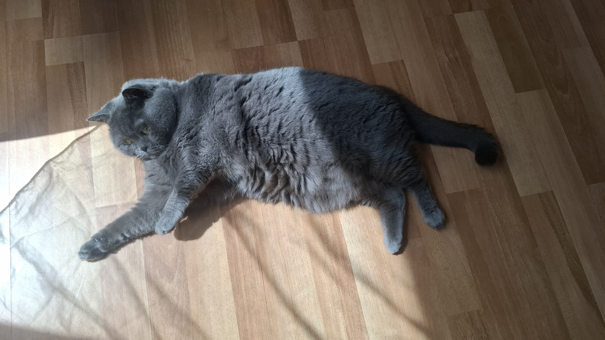 A gray cat lies on a wooden floor. The cat is fully extended, facing left, and partially illuminated by sunlight. The location is not discernable from the image.