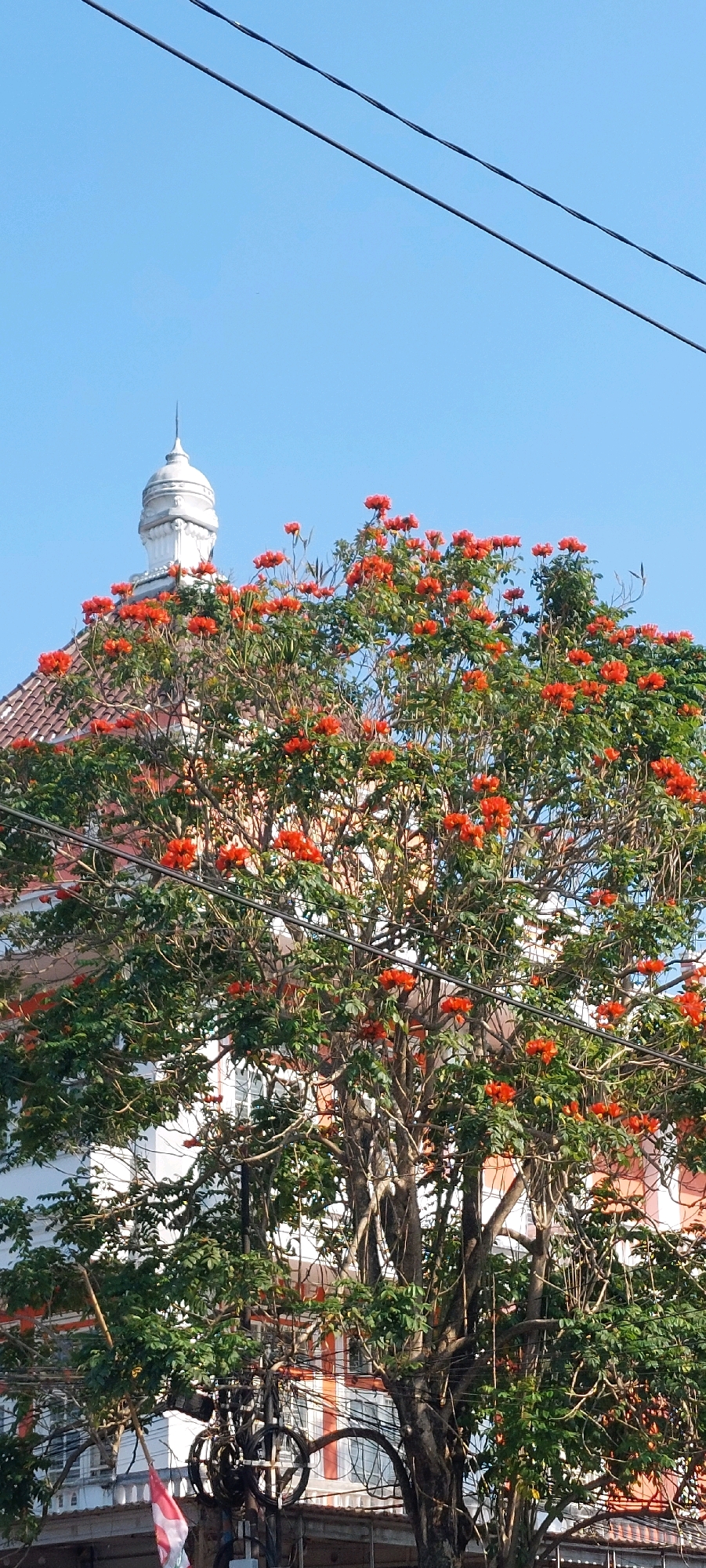 A medium shot captures a large tree with vibrant orange flowers and lush green leaves in front of a building with white and orange accents and a red-tiled roof. The building features a white dome-like structure on top, topped with a spire. In the background, a clear blue sky is visible, with two dark power lines stretching across the top of the frame. The scene is set outdoors, suggesting a daytime setting in an urban environment. The composition is vertical, with the tree dominating the foreground and midground, and the building and sky occupying the upper portion of the image. No people are visible.