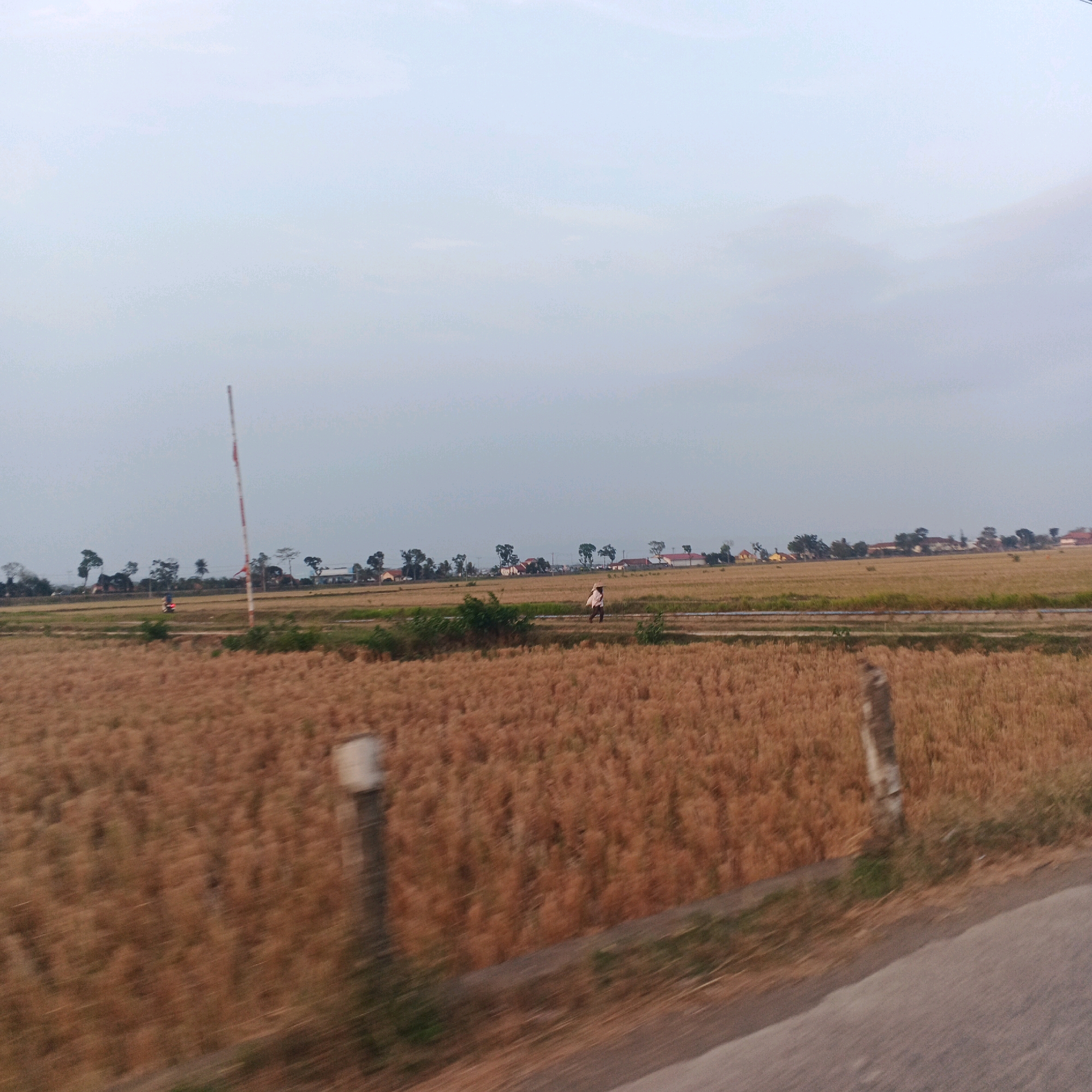 The image depicts a wide, open landscape in Kalikudi, Indonesia, characterized by a vast expanse of dry, golden-brown fields, likely harvested rice paddies. The sky is overcast with a pale, muted light, suggesting either dawn, dusk, or a heavily clouded day. In the middle ground, a person, likely a farmer, is walking across the field, wearing a conical hat and carrying a bag over their shoulder. Further back, a line of trees and scattered buildings, indicative of a village or small settlement, are visible along the horizon. A tall, slender pole with red and white markings stands prominently in the left-middle ground, possibly a marker or part of a rural infrastructure. The foreground shows a blurred asphalt road on the right and a blurred wooden post in the lower left, indicating that the photo was taken from a moving vehicle. The overall scene conveys a sense of rural tranquility and agricultural life.