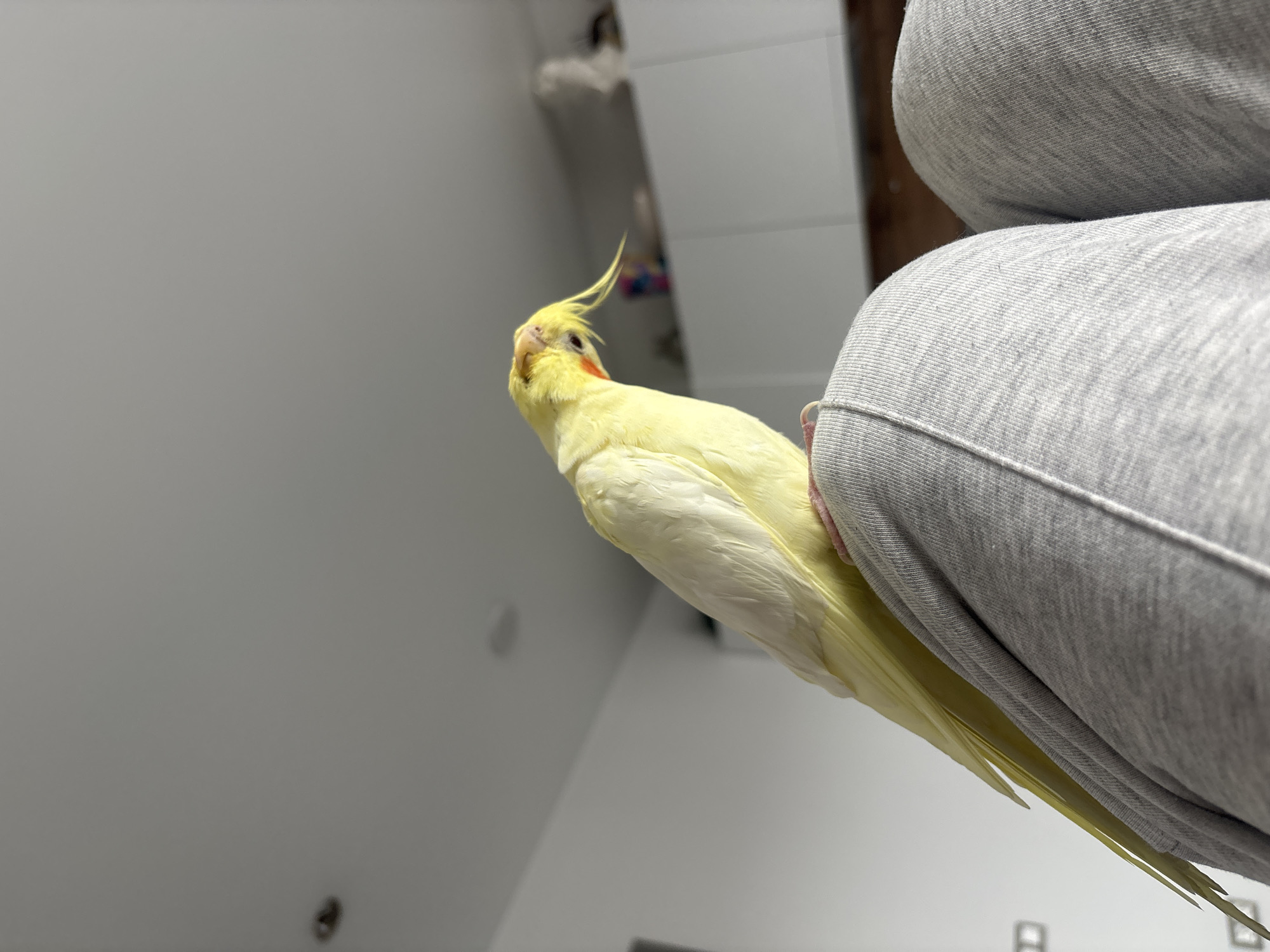 A yellow cockatiel with a prominent crest perches on the upper thigh of a person wearing gray sweatpants. The background is a blurred interior with white walls and some furniture visible in the distance. There is no indication that this image was taken in Krasnoyarsk, Russia.
