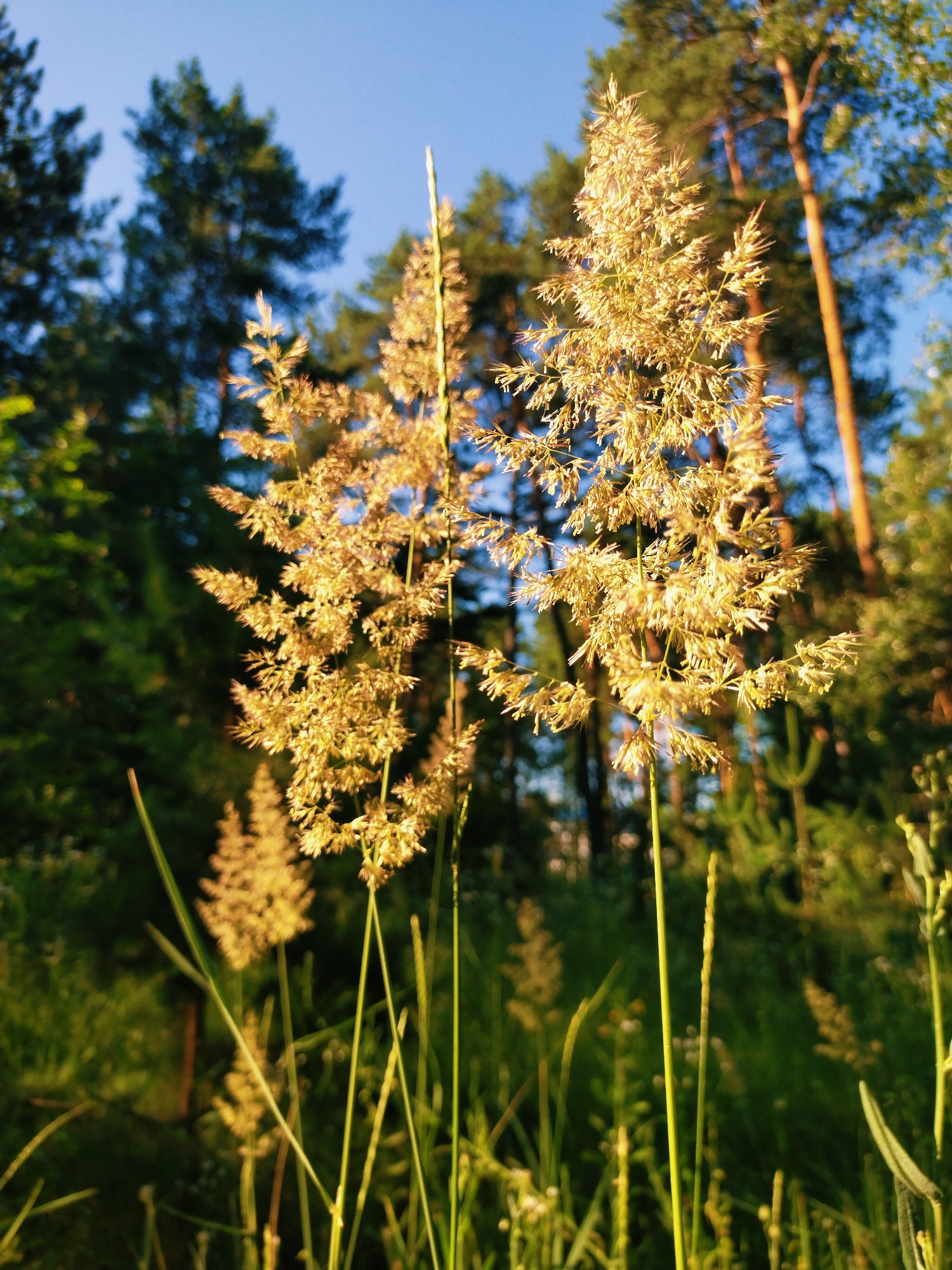 This is a close-up, eye-level, vertical shot of a cluster of feathery grass plumes bathed in warm, golden sunlight. The grass is the primary subject, with two main plumes in sharp focus in the foreground, appearing light brown and dry. Behind them, a forest with tall, thin trees is visible, blurred by the shallow depth of field. The sky above is a clear, bright blue. The overall impression is one of a serene, natural outdoor setting, likely a field or meadow on the outskirts of a wooded area. This scene could be located in Horishni Plavni, Ukraine, given its natural landscape.