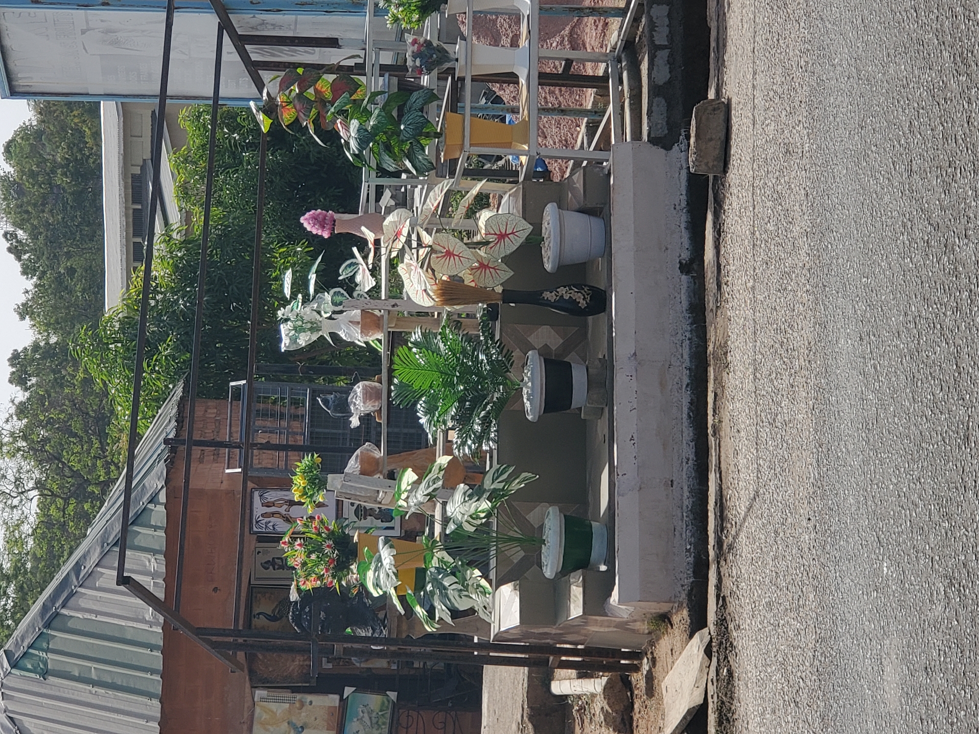 The image, taken in Jos, Nigeria, displays an outdoor collection of potted plants and decorative items, likely set up as a shop, market stall, or an elaborate home/business frontage. The scene is bathed in bright daylight, suggesting a sunny morning or afternoon.
Numerous plants, a mix of live and artificial, are arranged on white, multi-tiered metal shelving units and directly on the ground. Live plants include large-leafed varieties resembling Monstera, palm-like foliage, and vibrant Caladiums with distinct white and red patterns. Artificial elements consist of bright pink, white, and yellow flower arrangements, housed in various pots and decorative vases, such as a black vase adorned with gold floral patterns. A decorative broom with straw bristles is also part of the display.
A person's head, possibly wearing a white head covering, is partially visible in the mid-left area of the plant display, with another person's hand seen holding a pink flowered object. Behind the lower sections of the display, framed pictures or artworks, including one depicting a peacock, are visible against a wall. To the far left, a building with a corrugated metal roof is discernible. A partial blue sign at the top of the frame lacks any readable text.
The display is situated alongside a light-colored concrete curb, which borders a gray, textured paved road at the bottom of the image. The overall setting appears to be an urban or semi-urban streetscape.