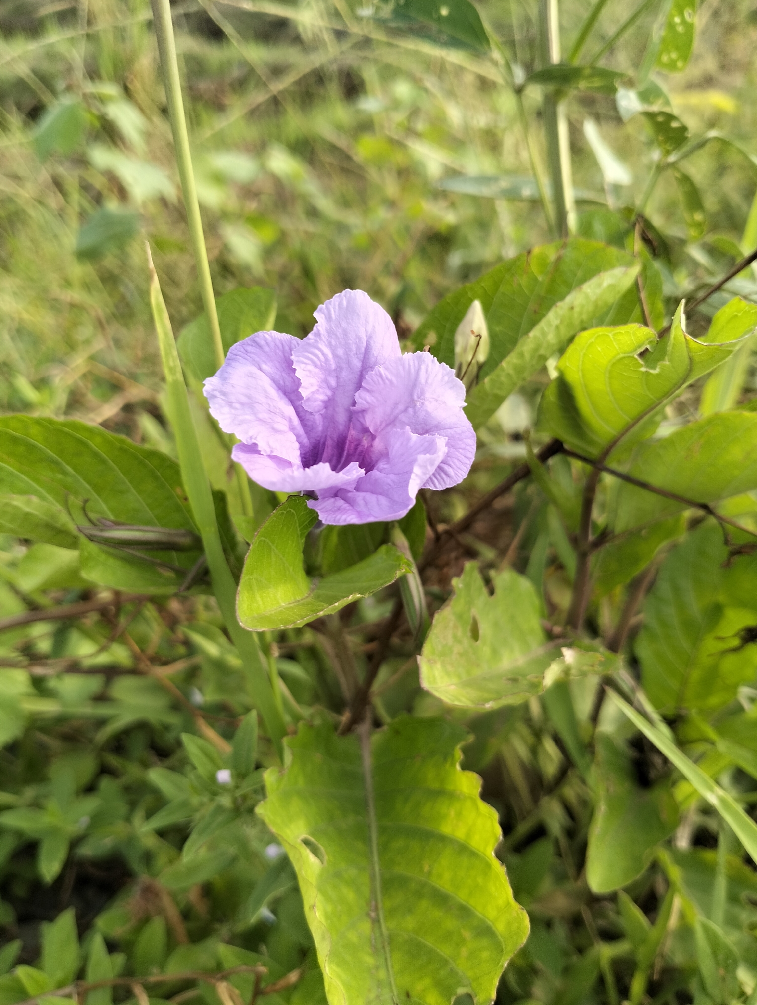 The image shows a purple flower with textured petals in a grassy area. The flower is surrounded by green leaves of varying sizes and textures. The background is blurred, suggesting a natural environment. The location is Meunasahalue, Indonesia, based on the prompt. There are no people in the image.