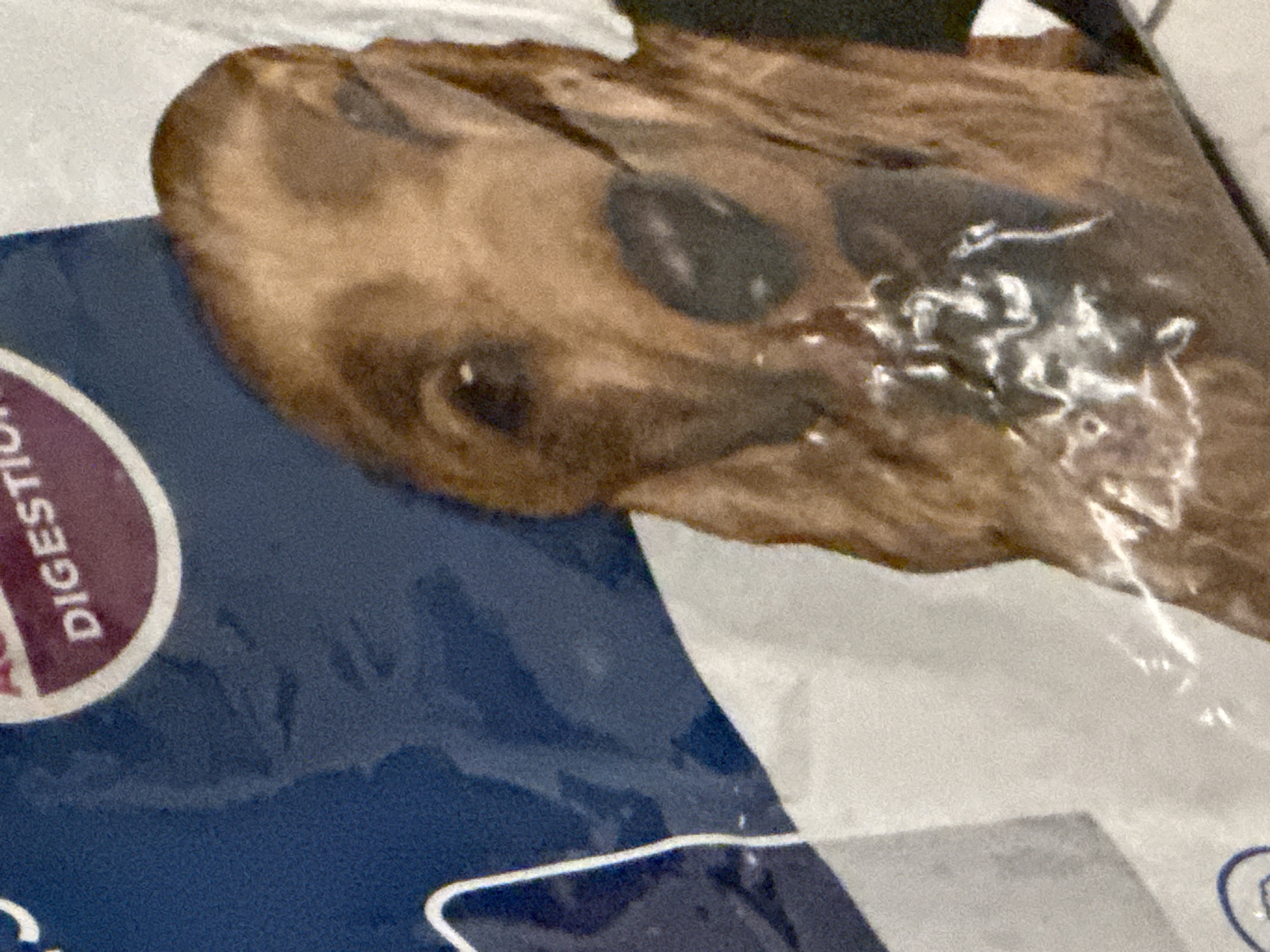 The image is a close-up photograph of a dog's face. The dog appears to be brown and has floppy ears. The dog's face is partially obscured by what seems to be a plastic wrapper, possibly from a food bag, as there is text visible on a blue background that reads "DIGESTION." The lighting is bright, creating reflections on the plastic. The background is out of focus, with areas of blue and white.
