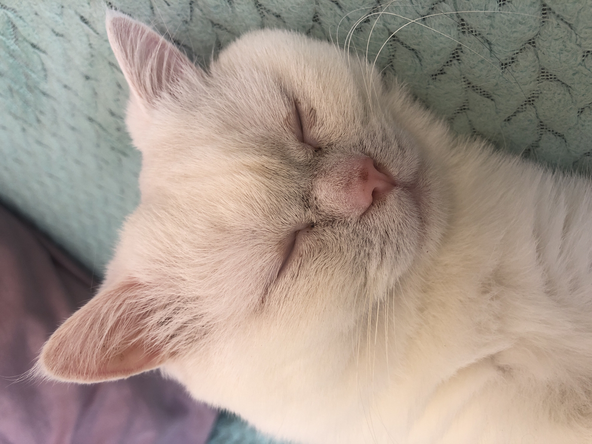 A close-up, eye-level shot shows a white cat sleeping on a textured, teal-colored blanket. The cat's eyes are closed, and its face is slightly turned to the right. The cat's fur is a light, creamy white, with some subtle graying around its nose and eyes. The cat's nose is a soft pink. The background is softly blurred, with a hint of a purple object on the left side. The lighting is soft and diffused, creating a peaceful atmosphere. The image appears to be taken indoors, with no indication of a specific city or location.