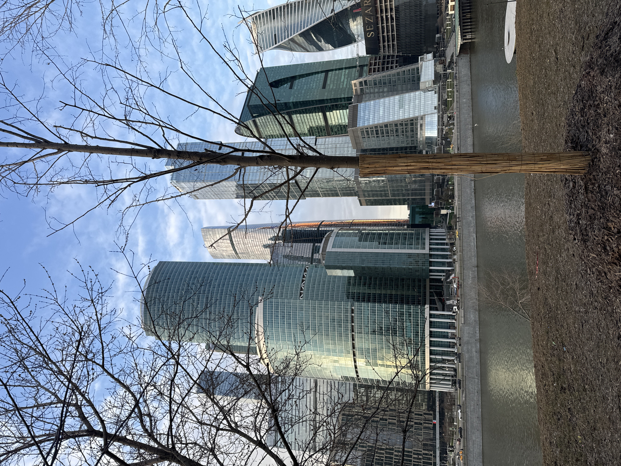 The image presents an urban landscape depicting the Moscow International Business Center, commonly known as Moscow City, in Moscow, Russia. The vantage point is from a slightly elevated riverbank on the opposite side of the Moskva River.
In the immediate foreground, the ground is covered with dark brown mulch or dead leaves. Several bare deciduous trees with dark, intricate branches partially obscure the view, with one prominent tree trunk in the center foreground wrapped in a light brown, woven protective material.
The midground features the Moskva River flowing horizontally across the frame. Its surface displays ripples and reflects diffused sunlight. Beyond the river, a concrete or stone embankment supports a multi-lane road on which several vehicles, including cars and trucks, are visible in motion. Small, indistinct figures of pedestrians can be observed on the sidewalk adjacent to the road. A white, circular platform or buoy floats on the river surface to the right.
The background is dominated by a dense cluster of modern skyscrapers that constitute Moscow City. These buildings are primarily constructed from glass and steel, featuring various architectural designs including cylindrical, angular, and geometrically complex structures. Many facades exhibit teal or green tinted glass, reflecting bright sunlight. A prominent sign displaying the word "SEZAR" in white capital letters is visible on a dark-colored building toward the right side of the cluster. The sky above is blue with scattered white stratocumulus clouds.