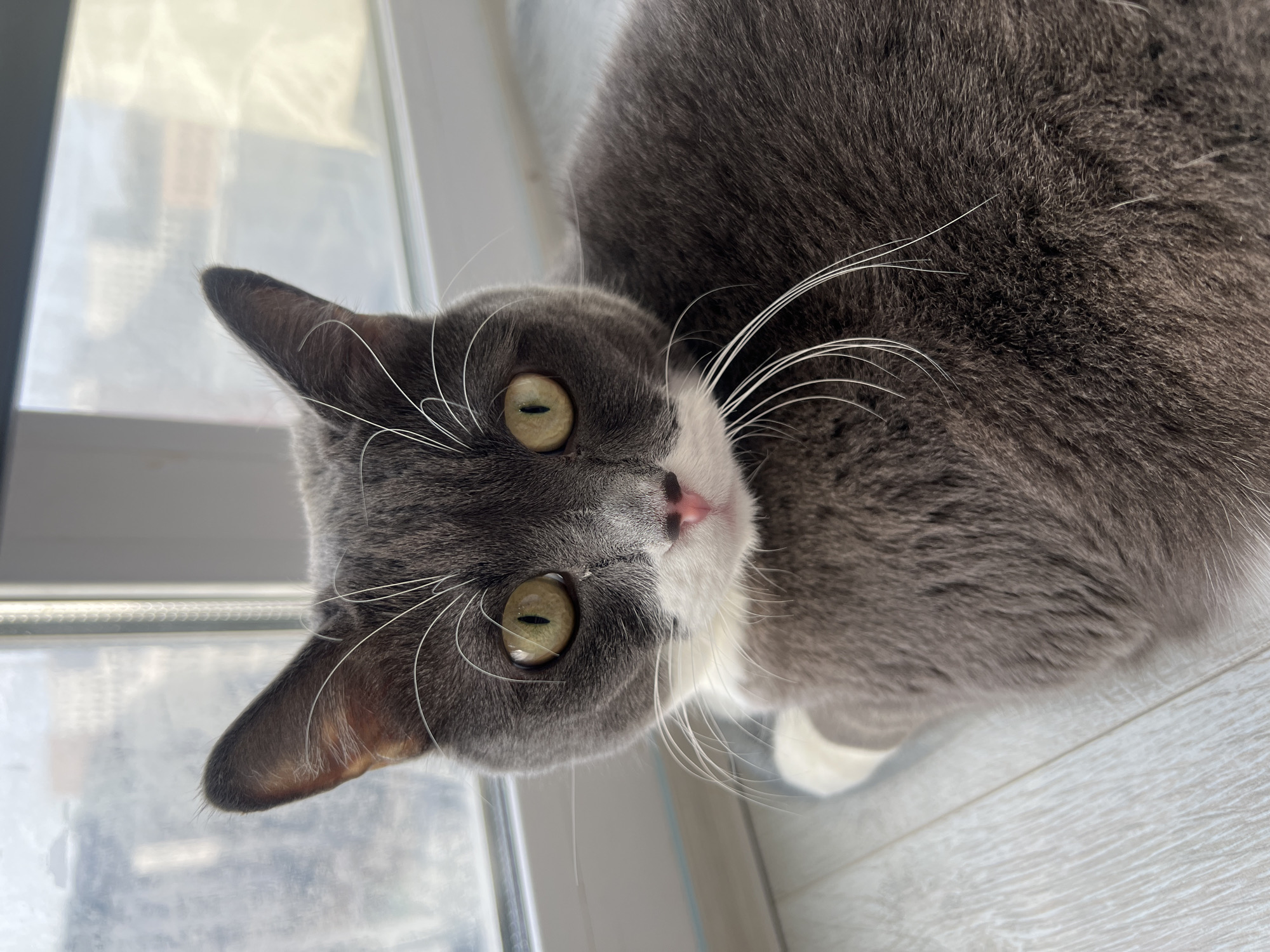A domestic shorthair cat is lying on a light-colored, plank-style floor indoors, positioned directly in front of a window. The cat features a dark grey coat with white markings on its muzzle, chin, and visible front left paw. It possesses round, yellowish-green eyes with vertical pupils, a small pink nose, and numerous long white whiskers fanning out from its muzzle. The cat's head is turned towards the viewer, exhibiting an alert and direct gaze. Through the window, a blurred urban skyline of distant buildings is visible under an overcast sky, suggesting an elevated vantage point within the city of Tyumen, Russia.