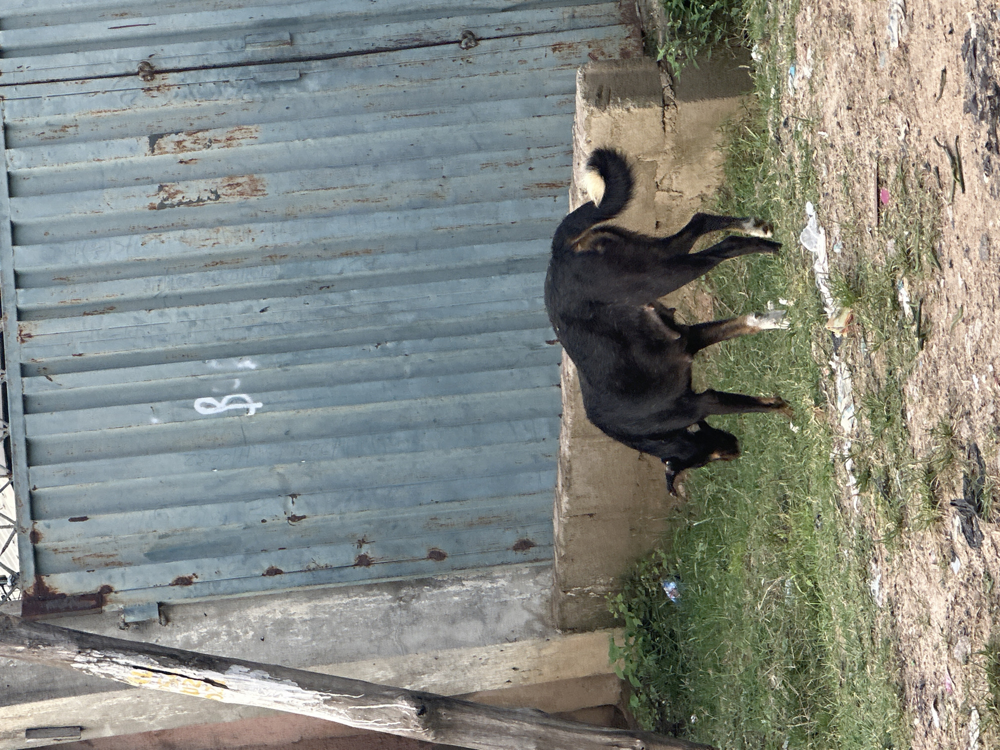 A medium-sized, black dog with a white-tipped tail is in the foreground, facing left and sniffing the ground. The dog has white markings on its front legs. It is standing on a patch of grass and dirt. Behind the dog is a low, concrete wall. Further in the background, a tall, corrugated metal gate, painted a faded blue and showing signs of rust, dominates the scene. To the left of the gate, a section of a concrete wall and a wooden post are visible. The environment appears to be an outdoor, urban setting, possibly a street or yard in Narayi, Nigeria. There is scattered debris on the ground, including plastic and paper waste.