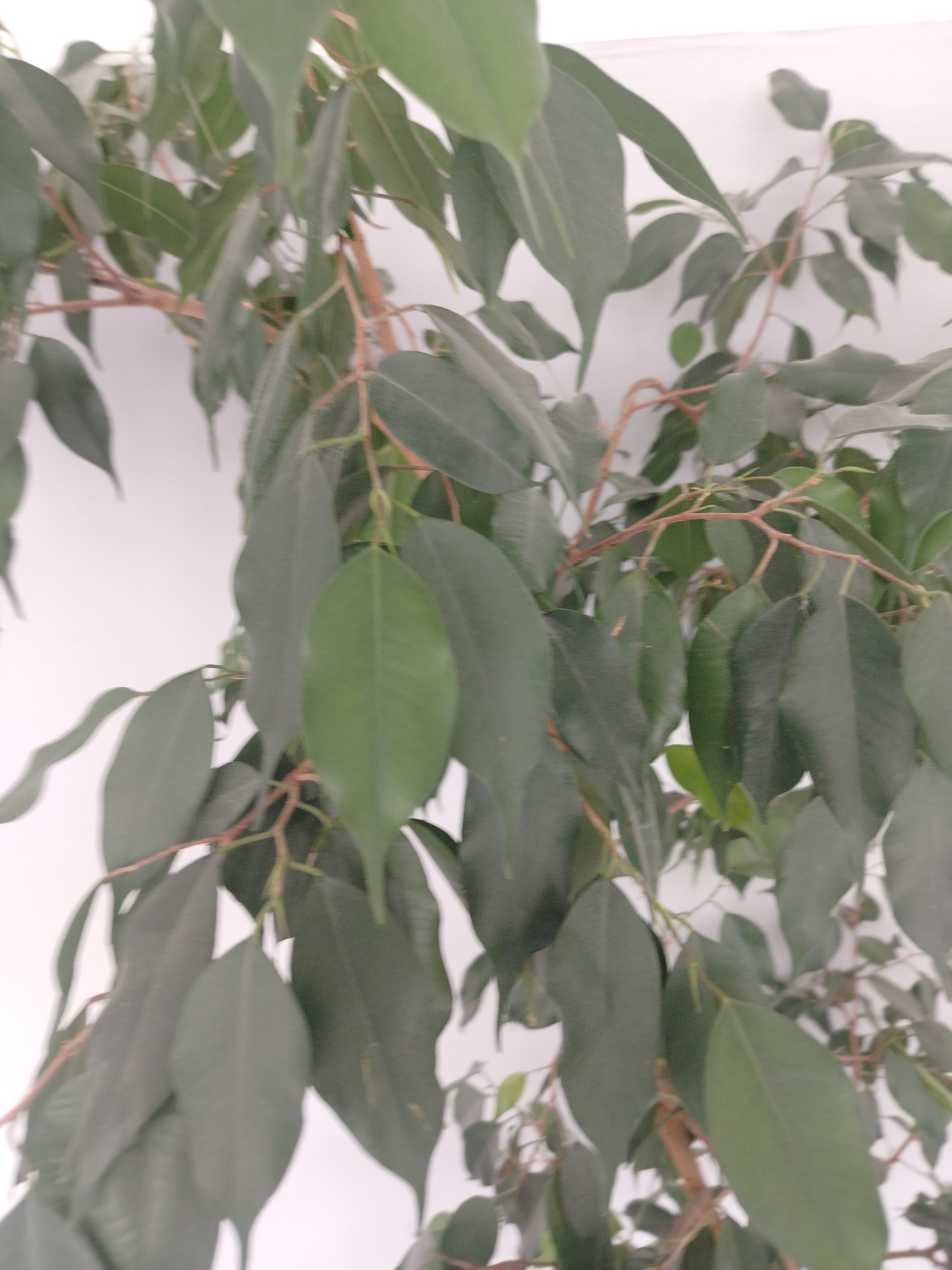 The image shows a close-up of a ficus tree with dark green leaves and thin brown branches against a white wall. The lighting is soft, and the focus is on the foliage of the tree. The image does not contain any discernible details about the city of Chaikovsky, Russia, or any people or specific actions.