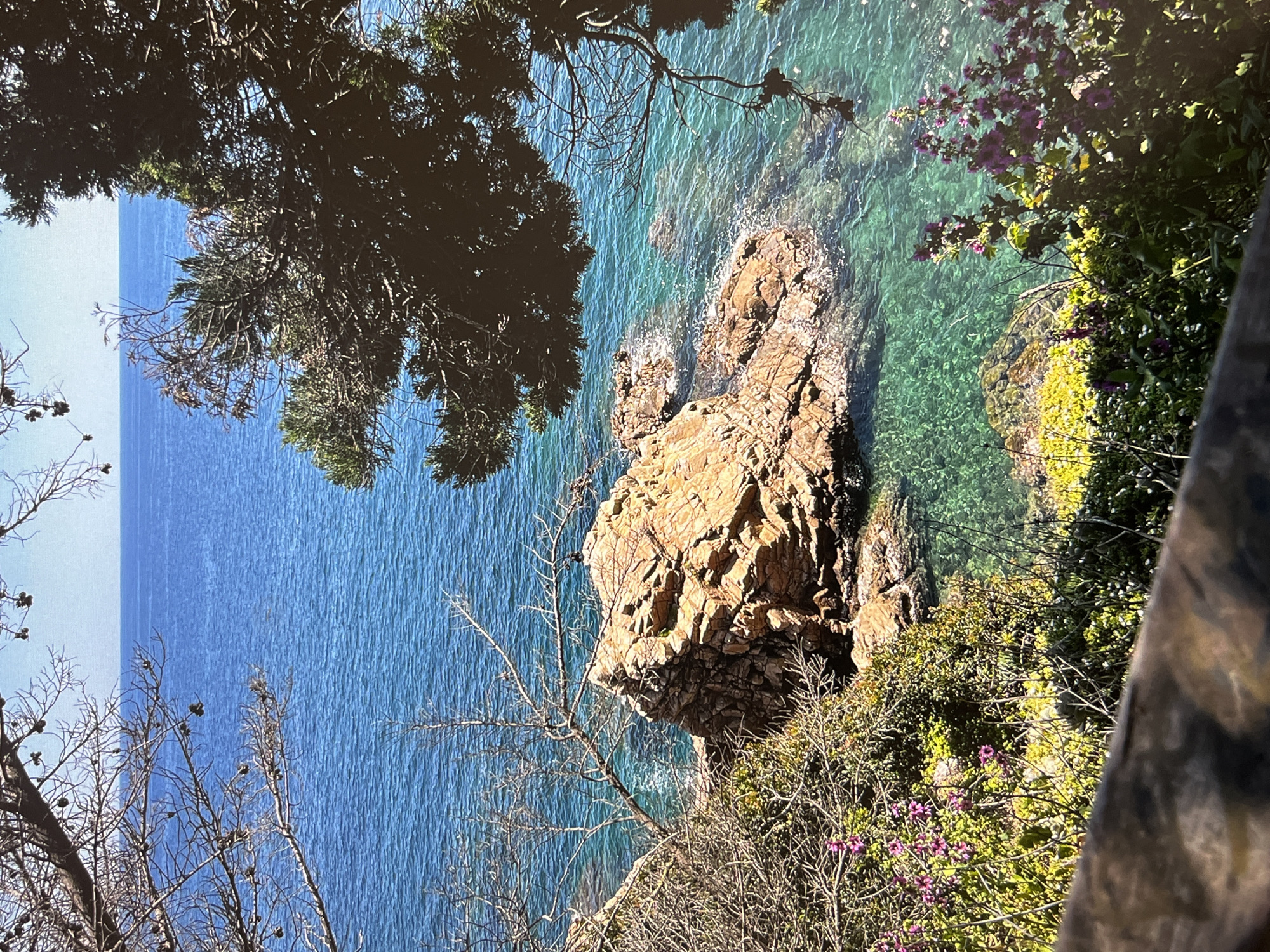 Here's a description of the image:
The image shows a coastal scene. A rocky promontory juts into clear turquoise water, with various shades of blue further offshore. Vegetation grows on the cliffside including small purple flowers. A tree with dark green foliage is in the upper left corner and bare branches extend across the bottom left. A wooden structure is visible on the right side of the frame. The location is Unknown, Unknown.