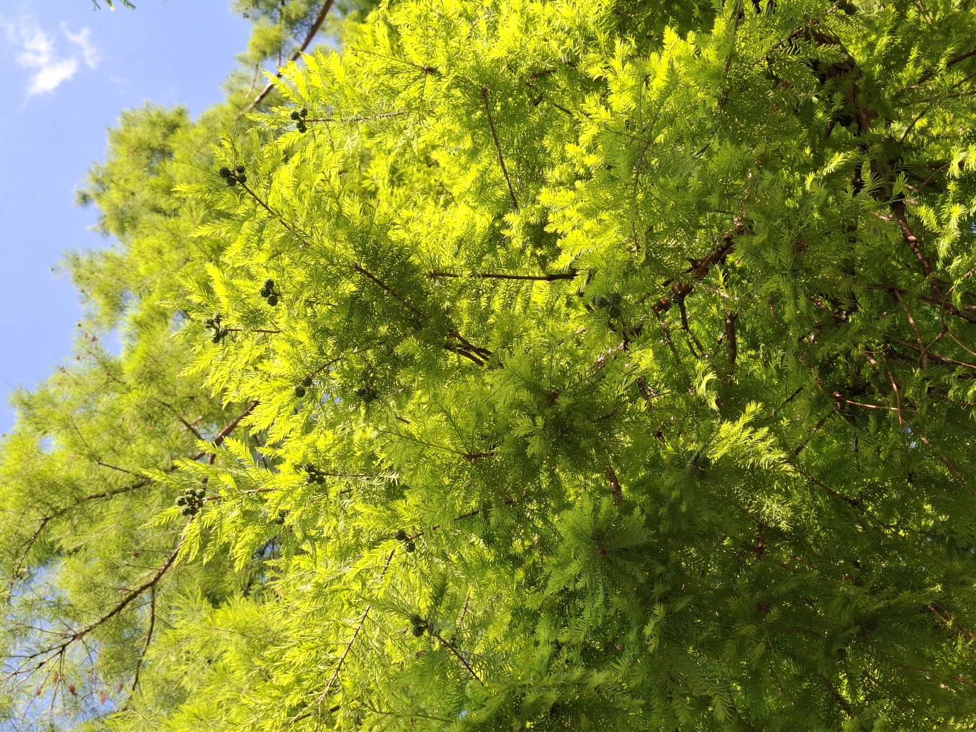 The image shows a dense canopy of bright green tree foliage against a partly cloudy blue sky. The foliage appears to be that of a coniferous tree, possibly a cypress or a similar species, with small, cone-like fruits visible among the branches. The lighting suggests a sunny day. While the specific location cannot be definitively determined from the image alone, a match for similar trees can be found in Novi Sad, Serbia.