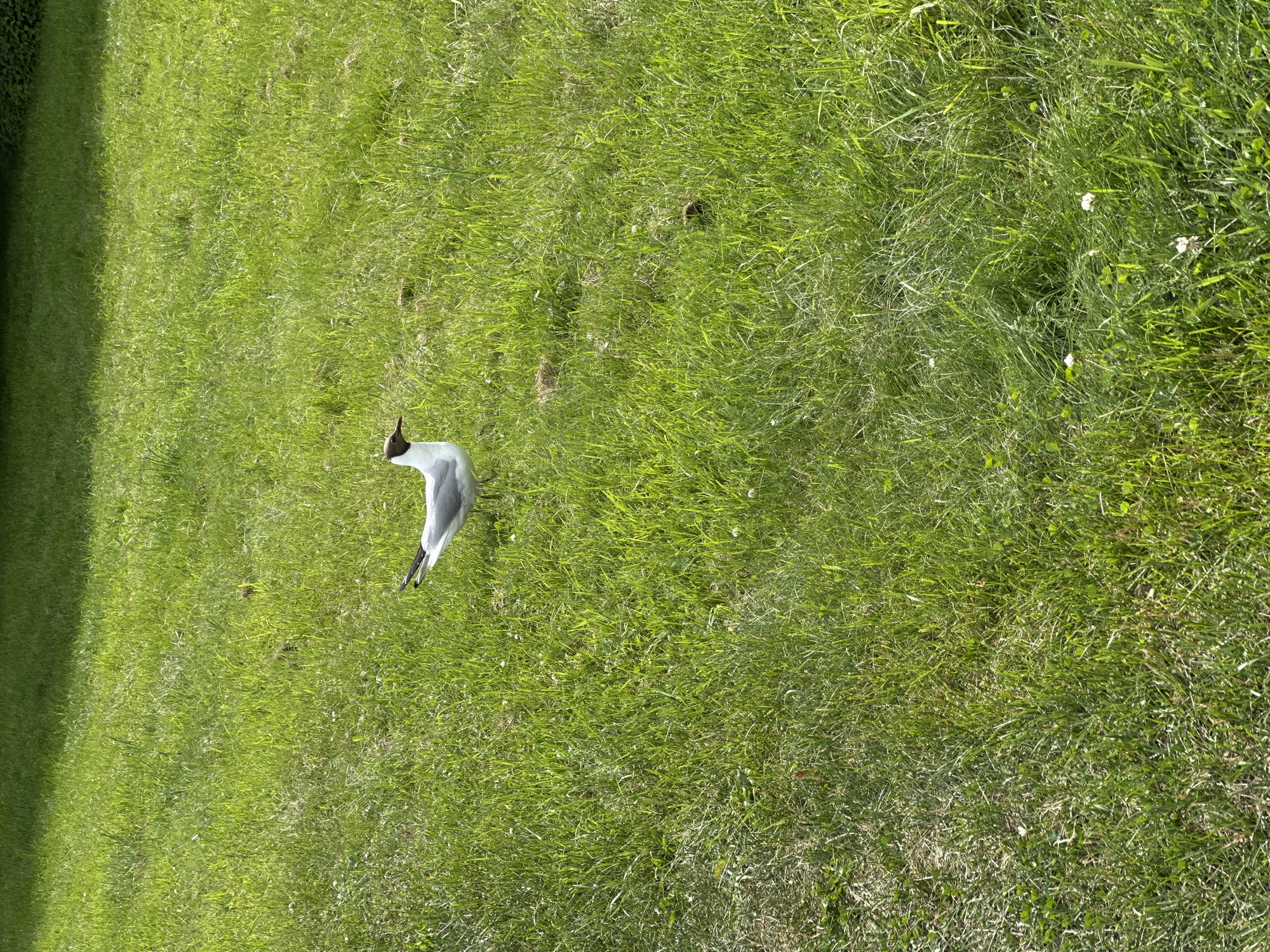 A black-headed gull stands in a bright green lawn. The gull is facing left, with its head down. Its back is white, and its wings are black with white tips. Its legs are thin and black, and its feet are webbed. The grass is long and lush, with a few scattered white flowers. The sun is shining, casting a shadow on the left side of the image. The scene appears to be a park or a garden. The time of day appears to be afternoon, given the bright sunlight and the long shadows. The weather is likely warm and sunny. The location is Saint Petersburg, Russia. No text is visible in the image.